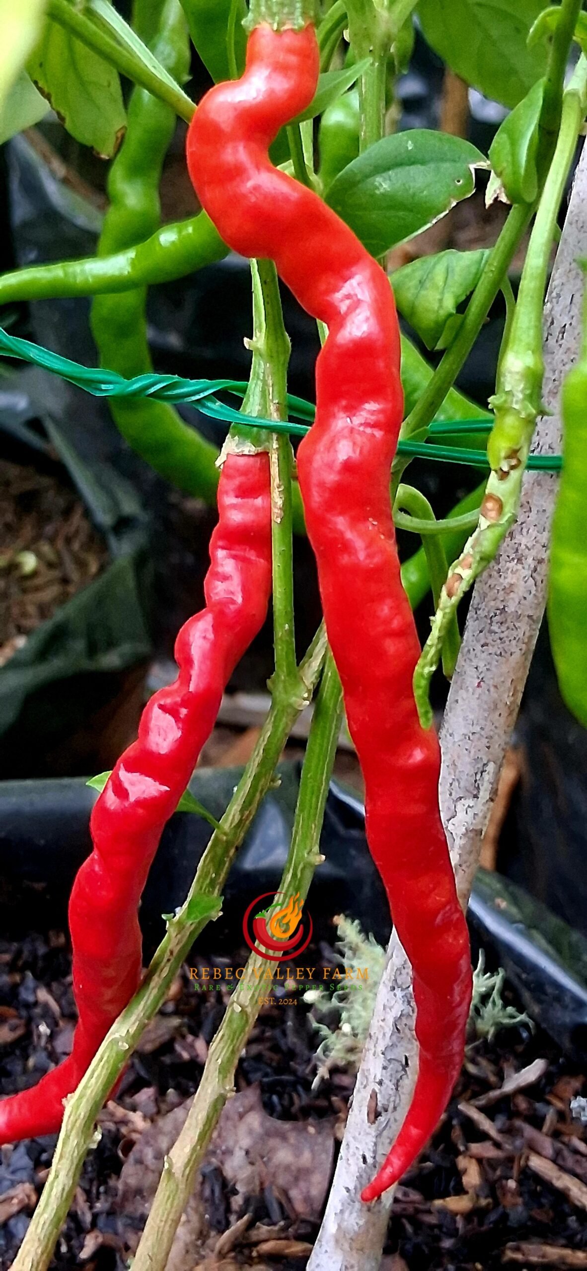 Himo Togarashi Pepper - Image 3