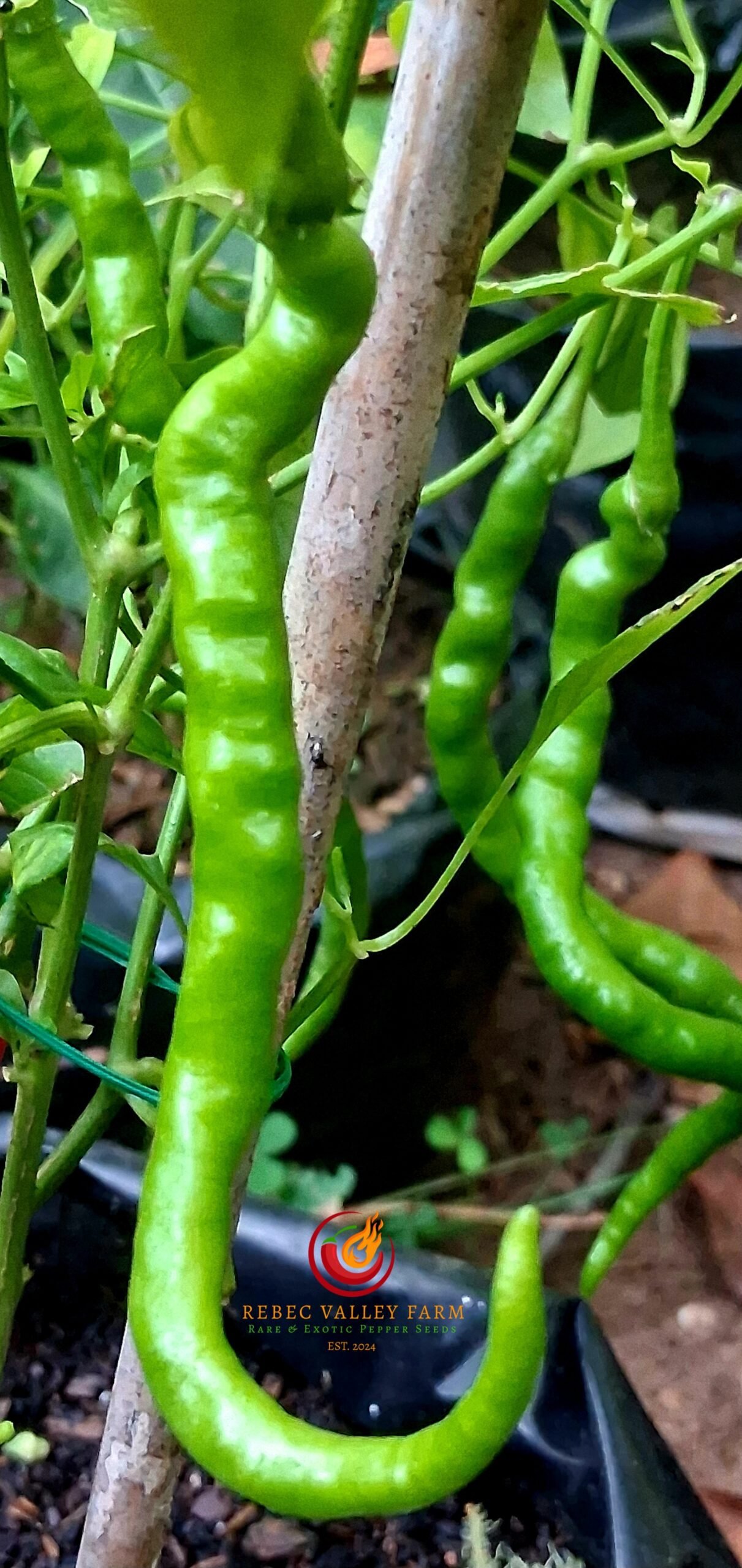 Himo Togarashi Pepper - Image 2