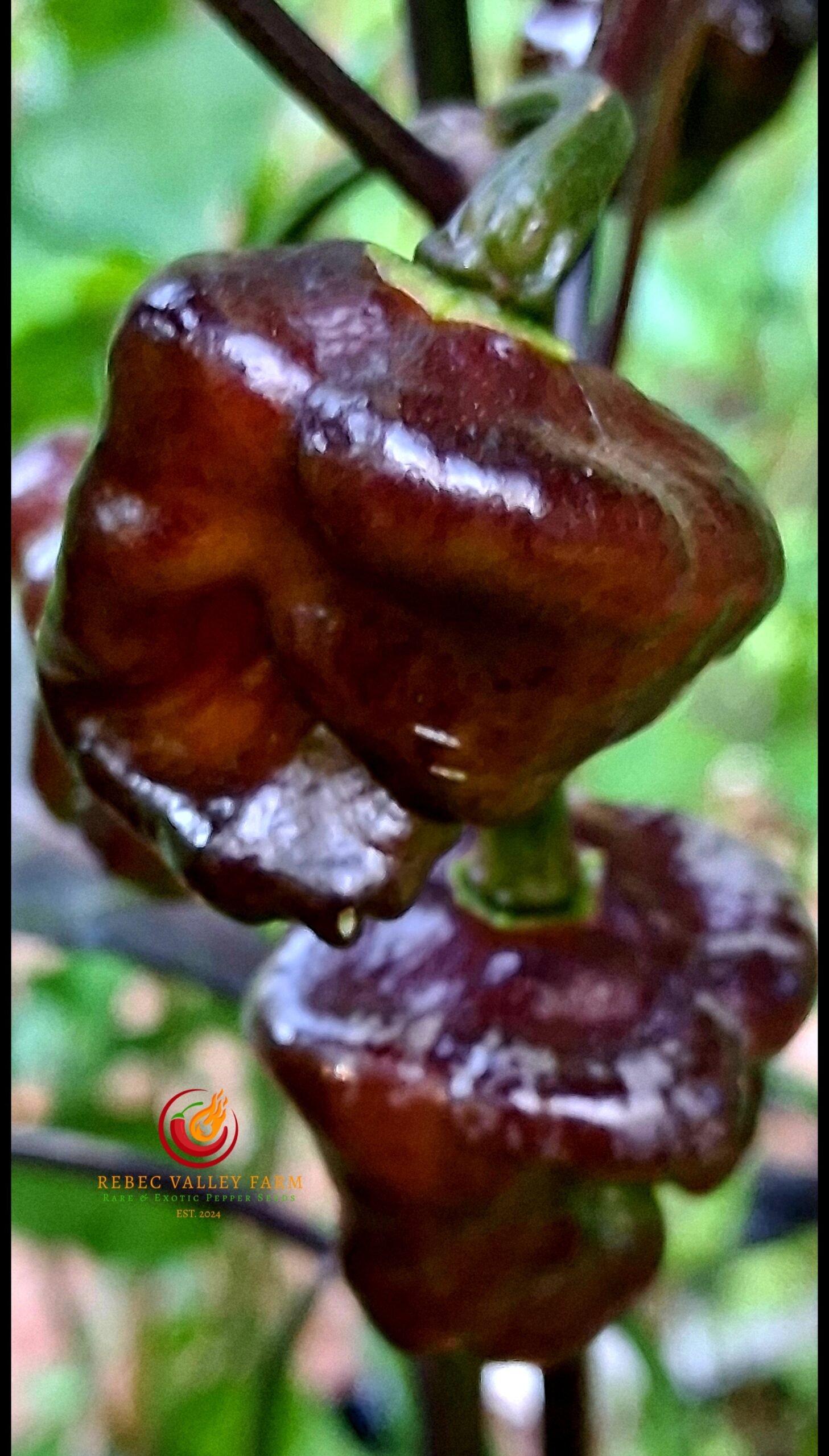 Grape of Wrath Pepper - Image 2