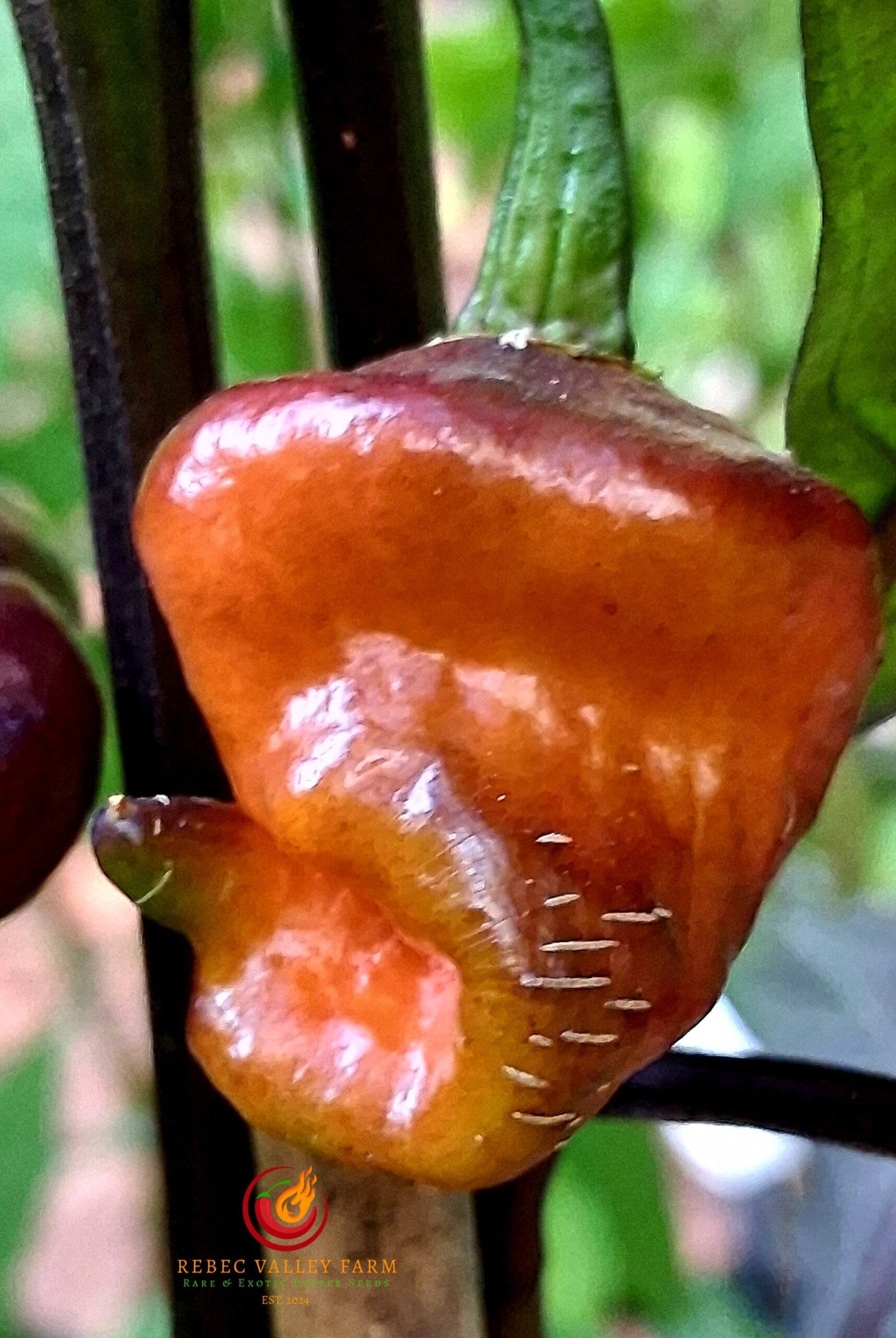 Grape of Wrath Pepper - Image 3