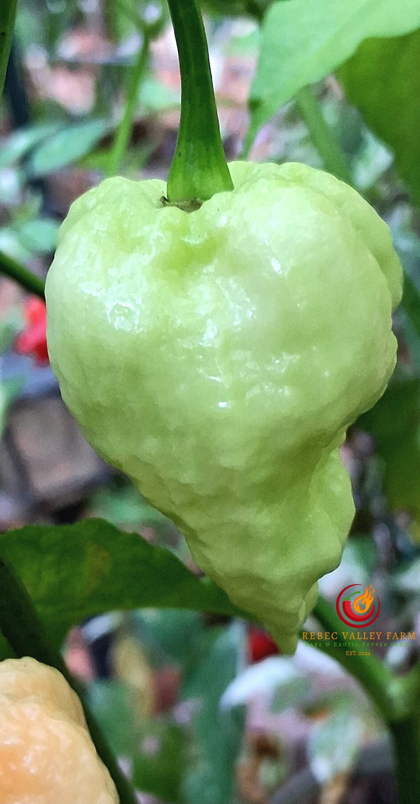 Peach Miasma Pepper - Image 5