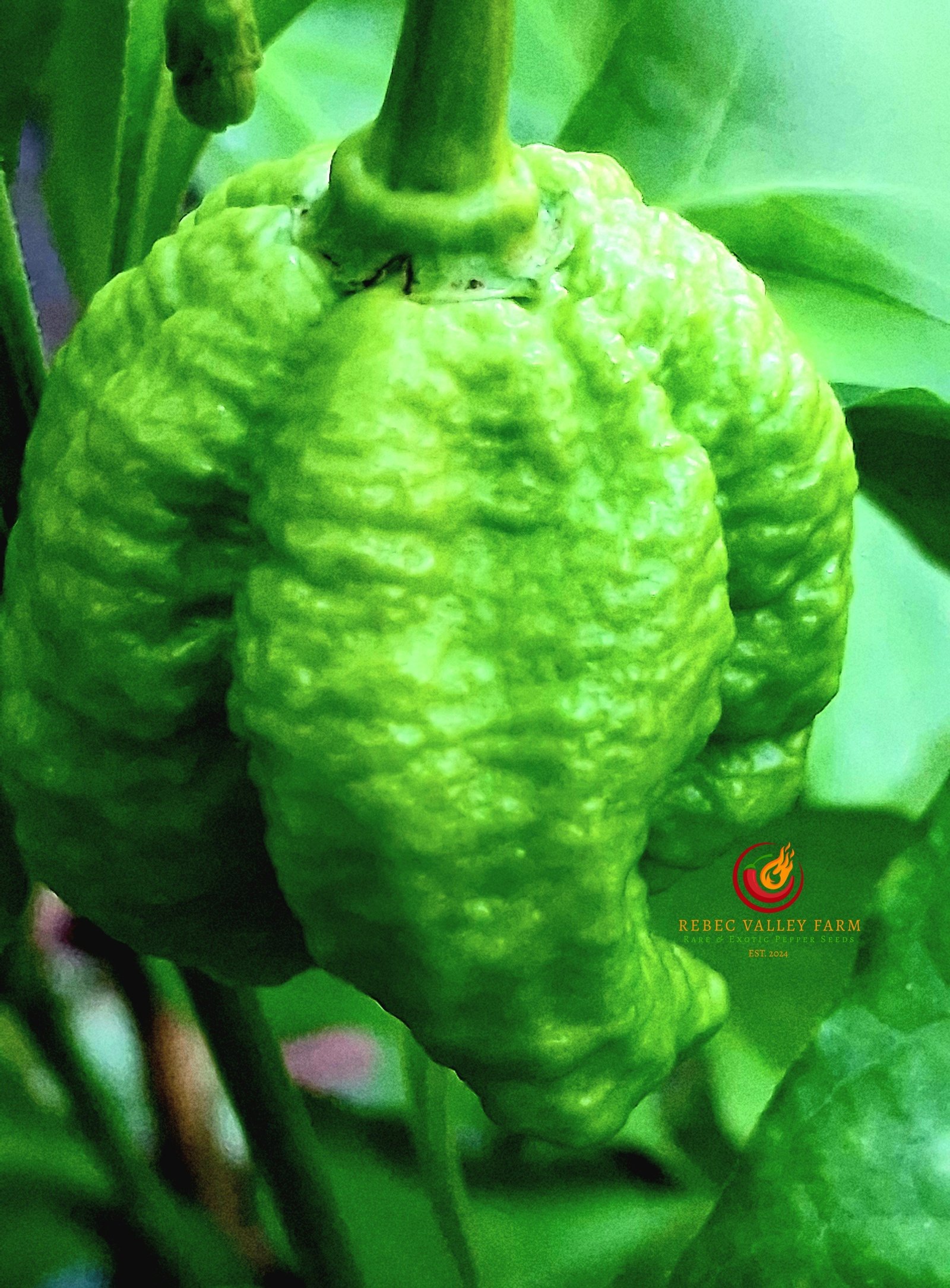 7 Pot Primo Yellow Pepper - Image 3