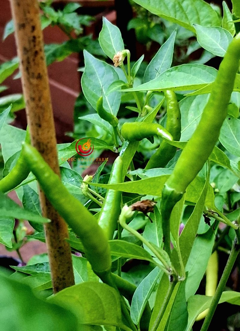 Orange Thai Pepper - Image 5