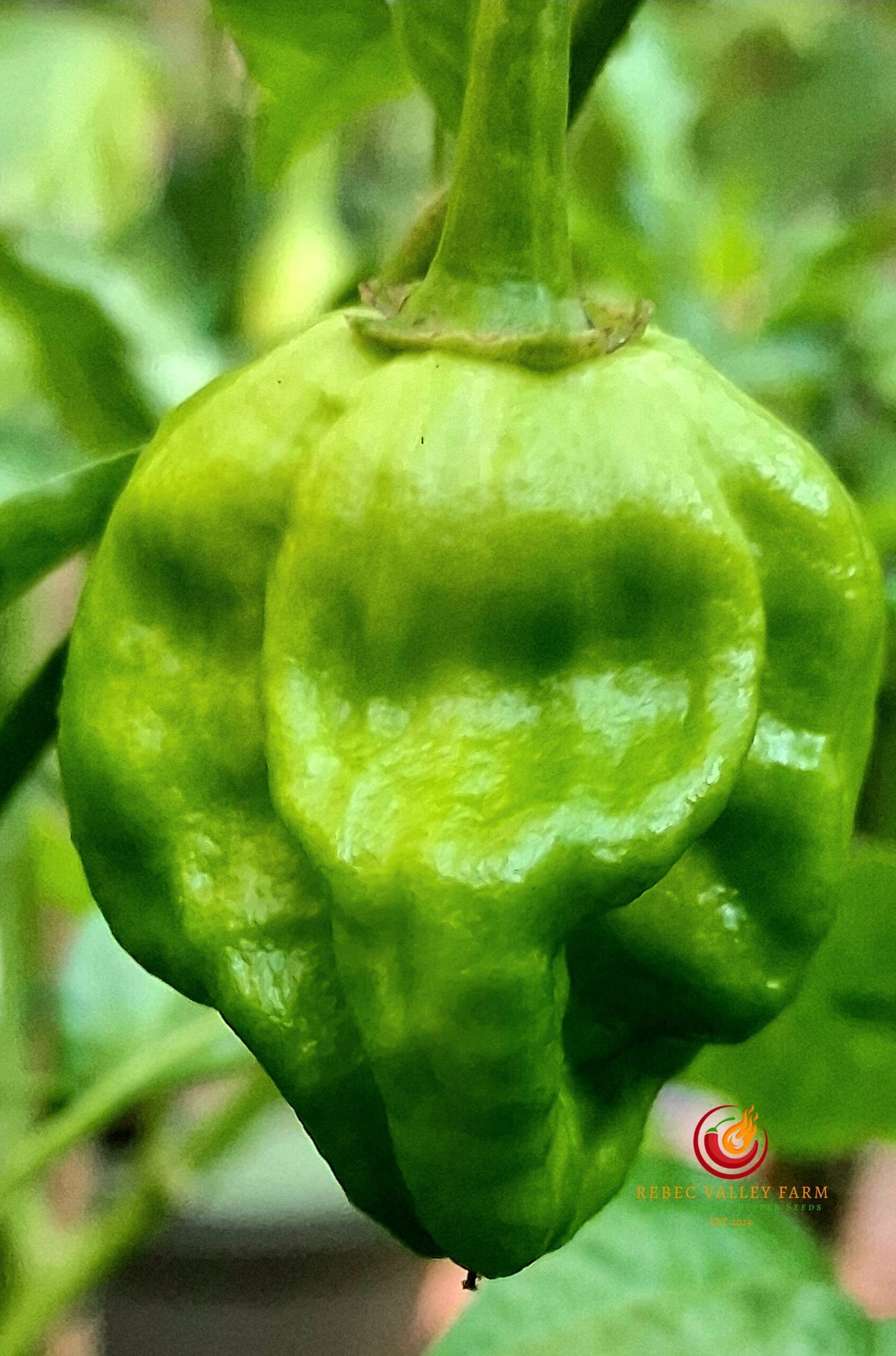 Hydra Chocolate Pepper - Image 2