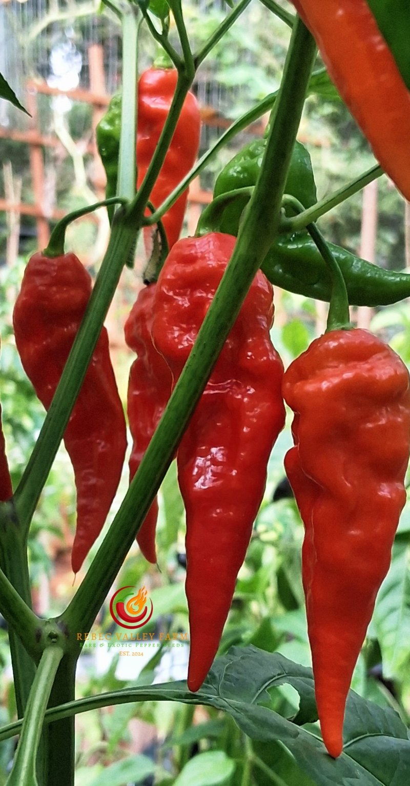 Arrowhead Pepper - Image 2