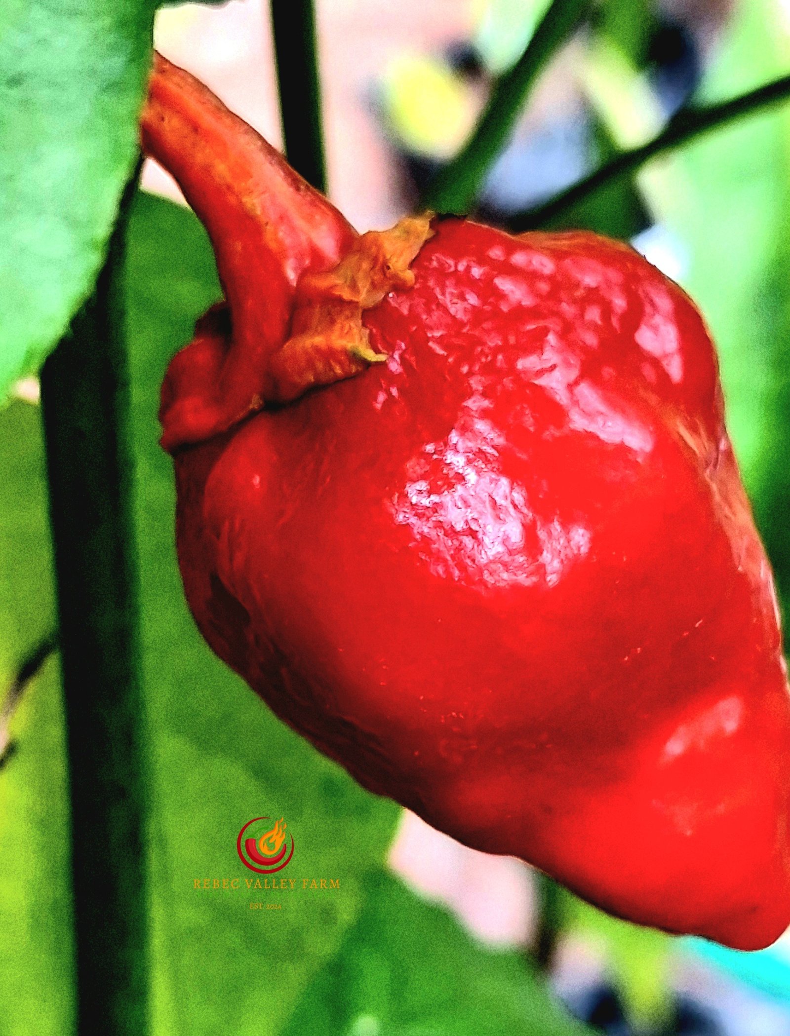 Cow Killer Pepper - Image 4