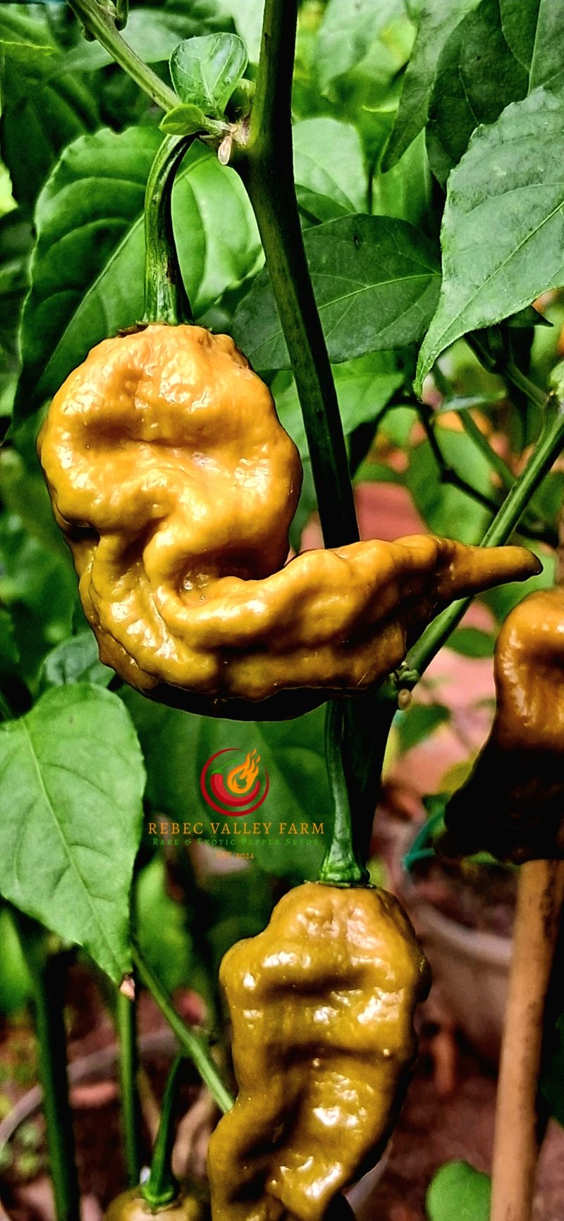 Mustard Primotalii Pepper - Image 4