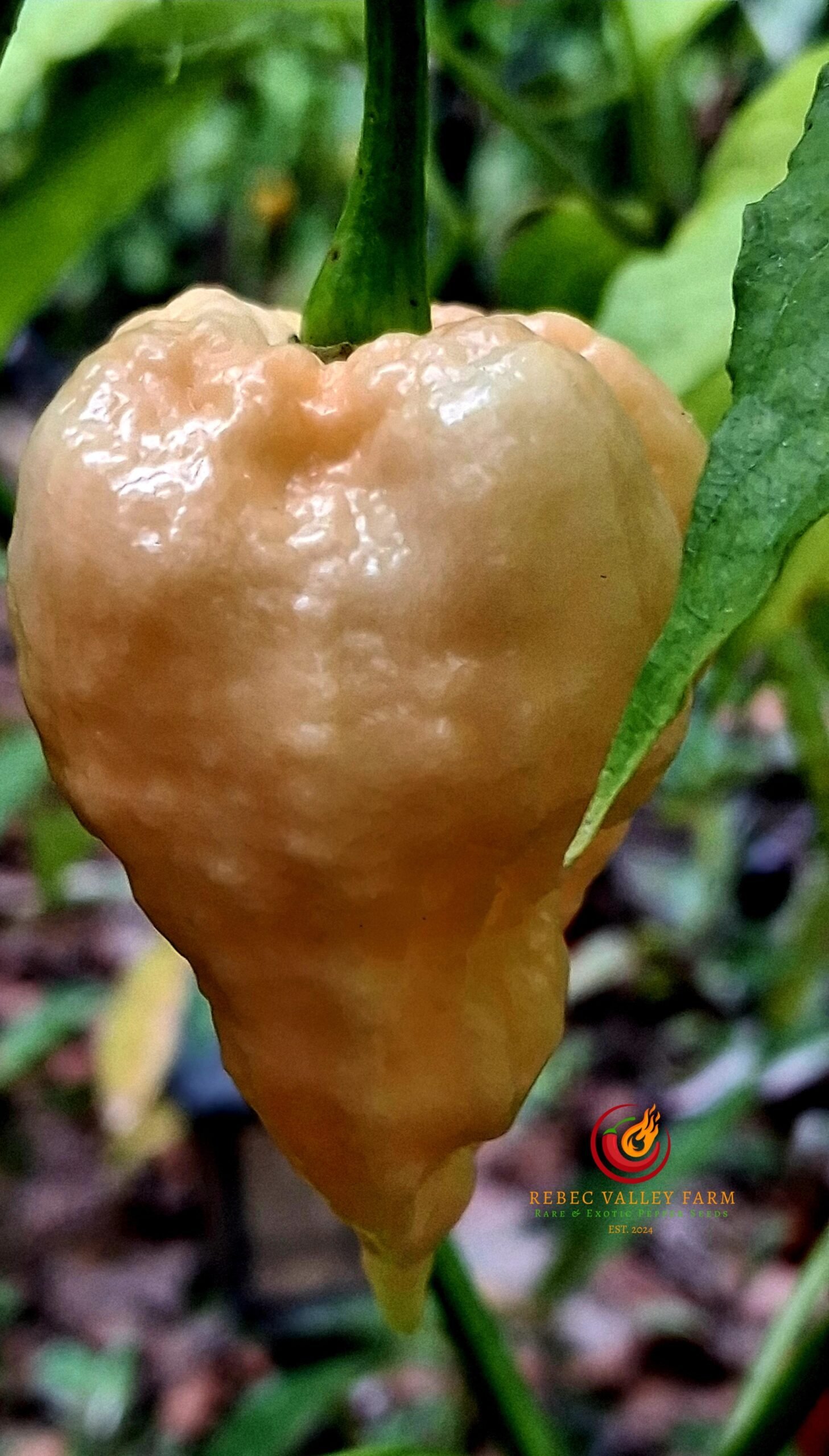 Peach Miasma Pepper - Image 4