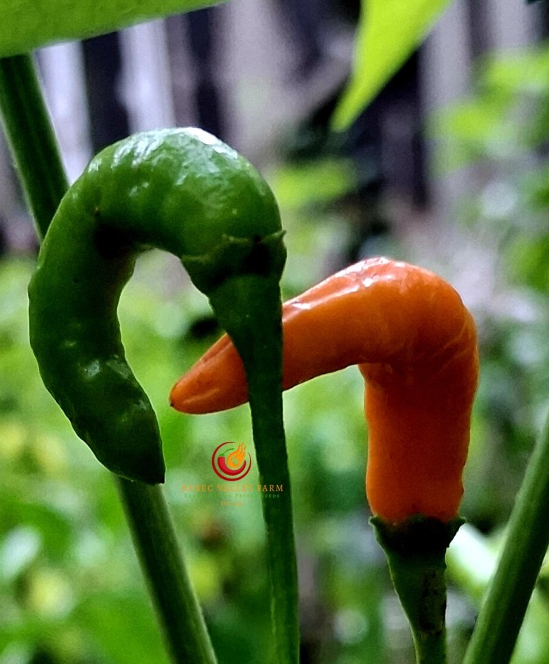 Orange Thai Pepper - Image 4
