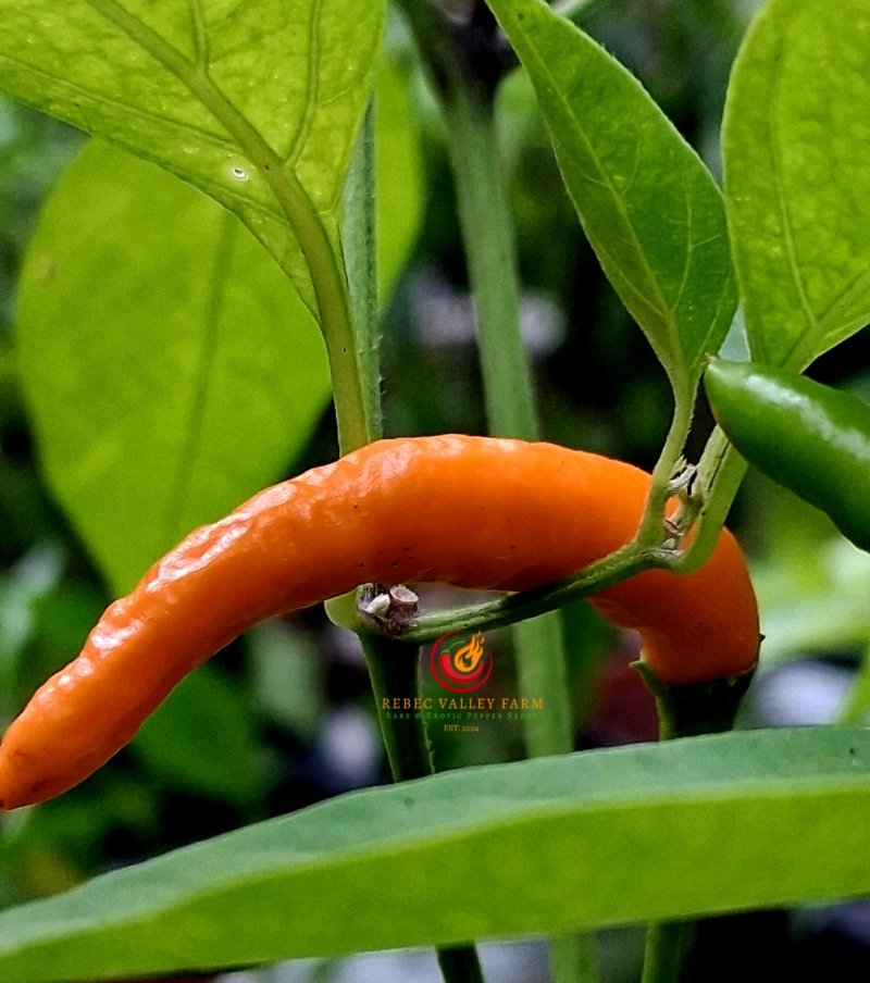 Orange Thai Pepper - Image 3