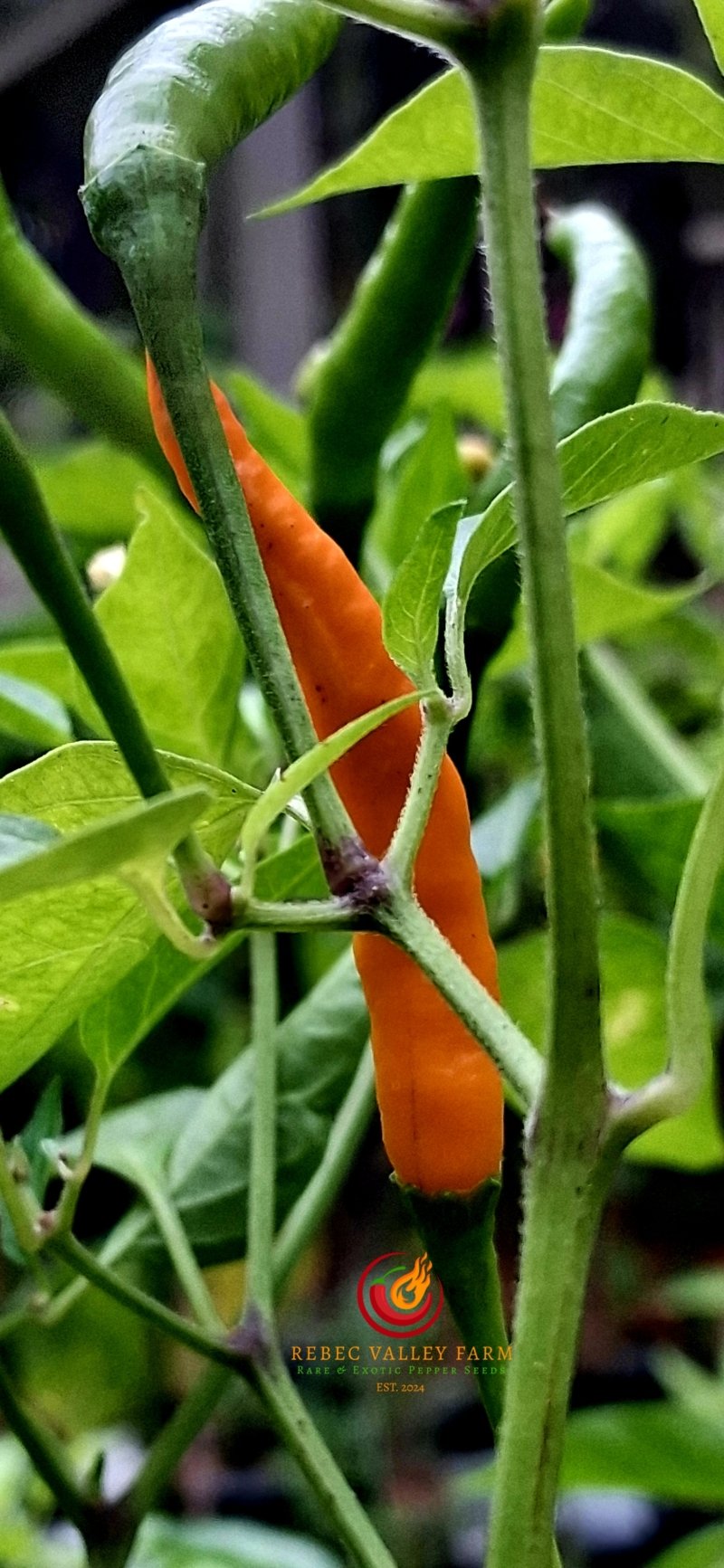 Orange Thai Pepper - Image 2