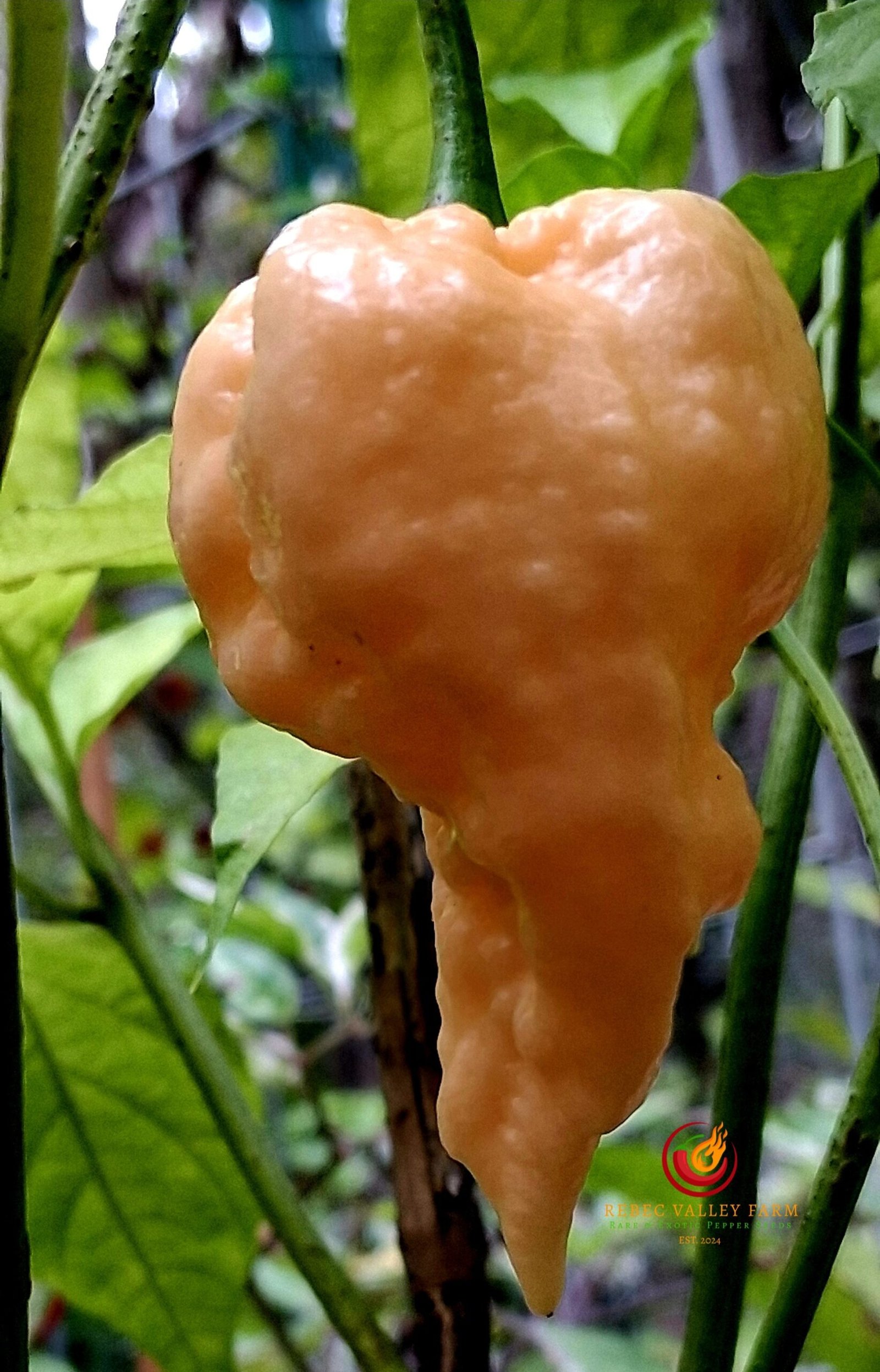Peach Miasma Pepper - Image 3