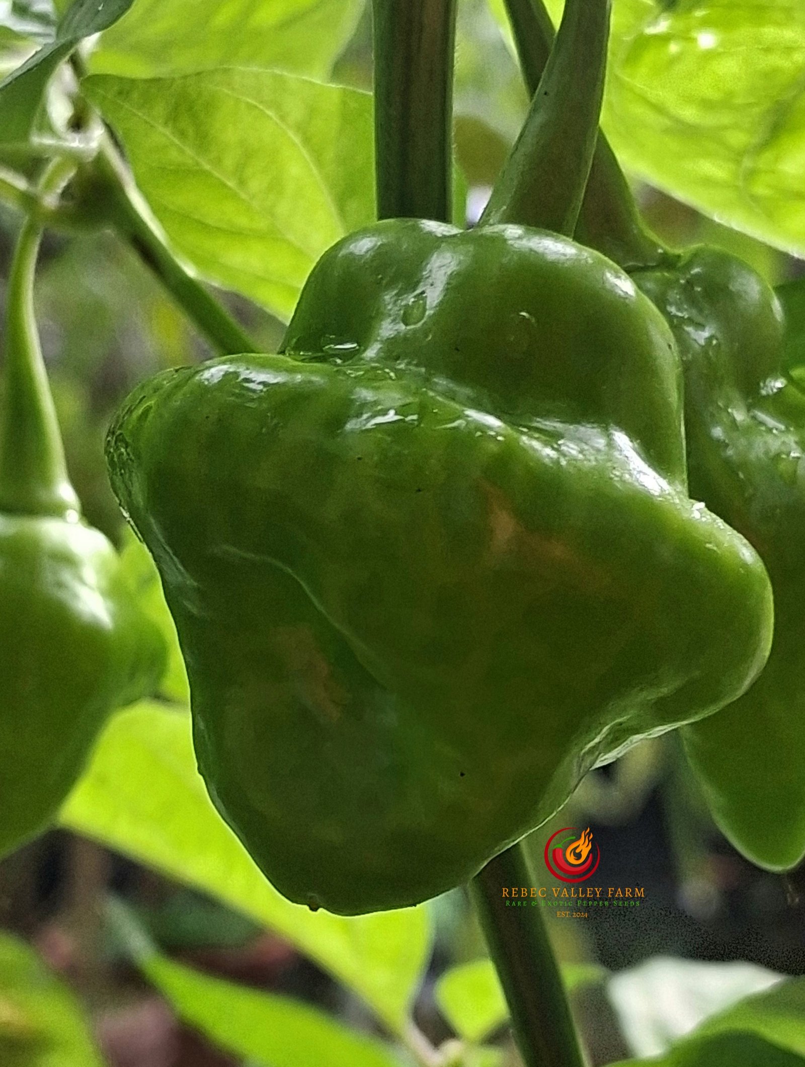 Trinidad Perfume Pepper - Image 2