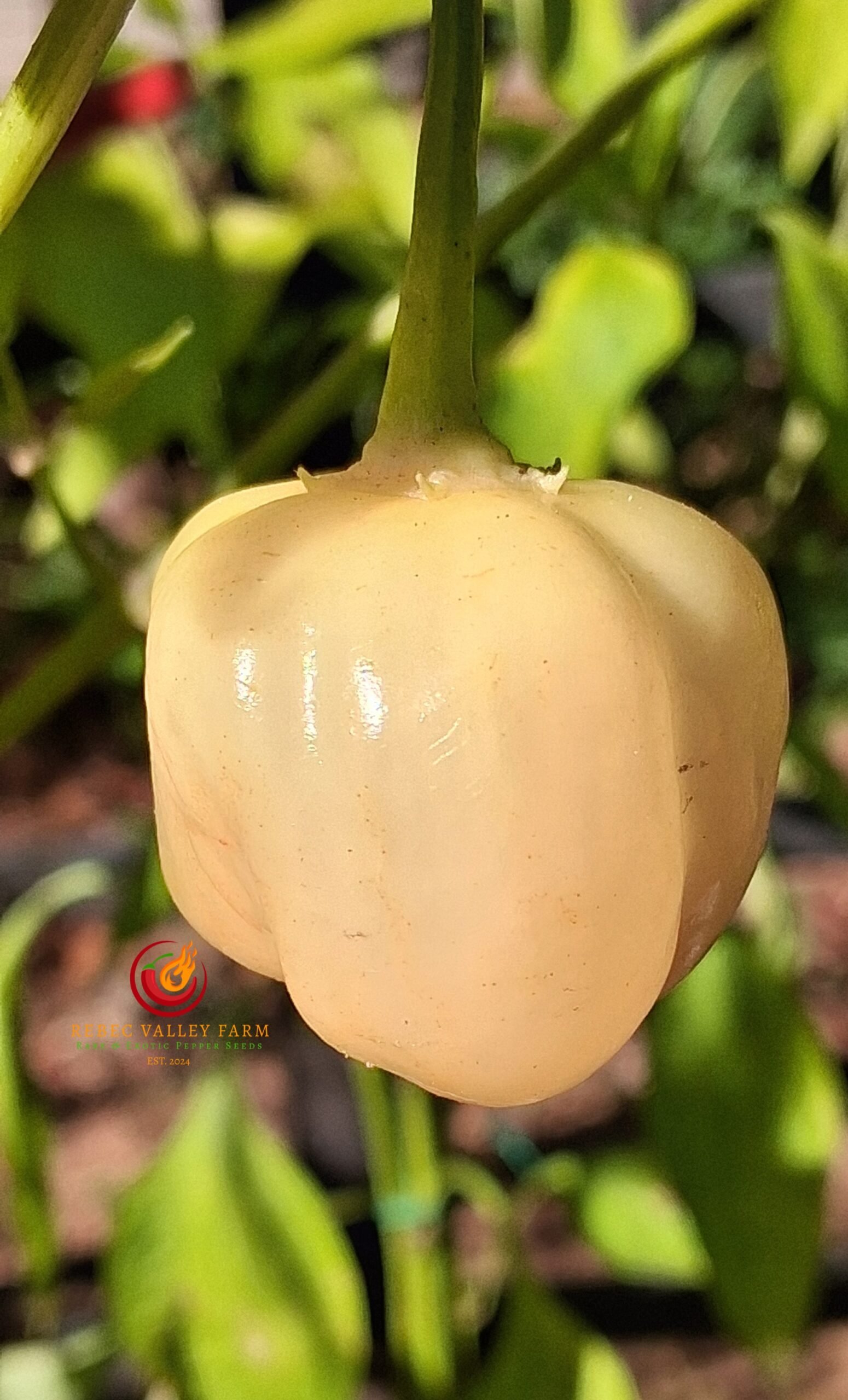 Sugar Rush Cream Pepper - Image 2