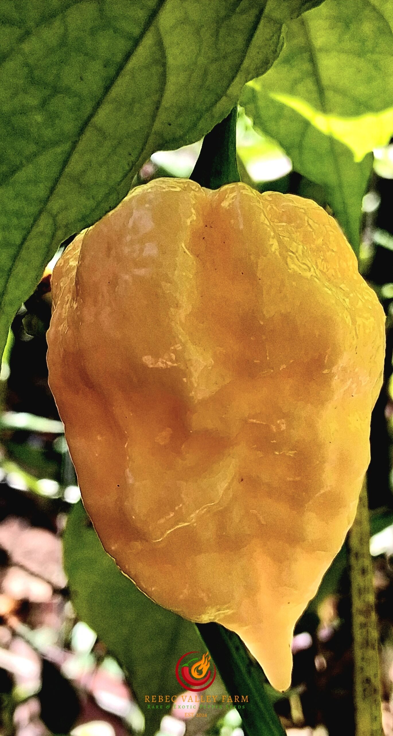 Peach Miasma Pepper - Image 2