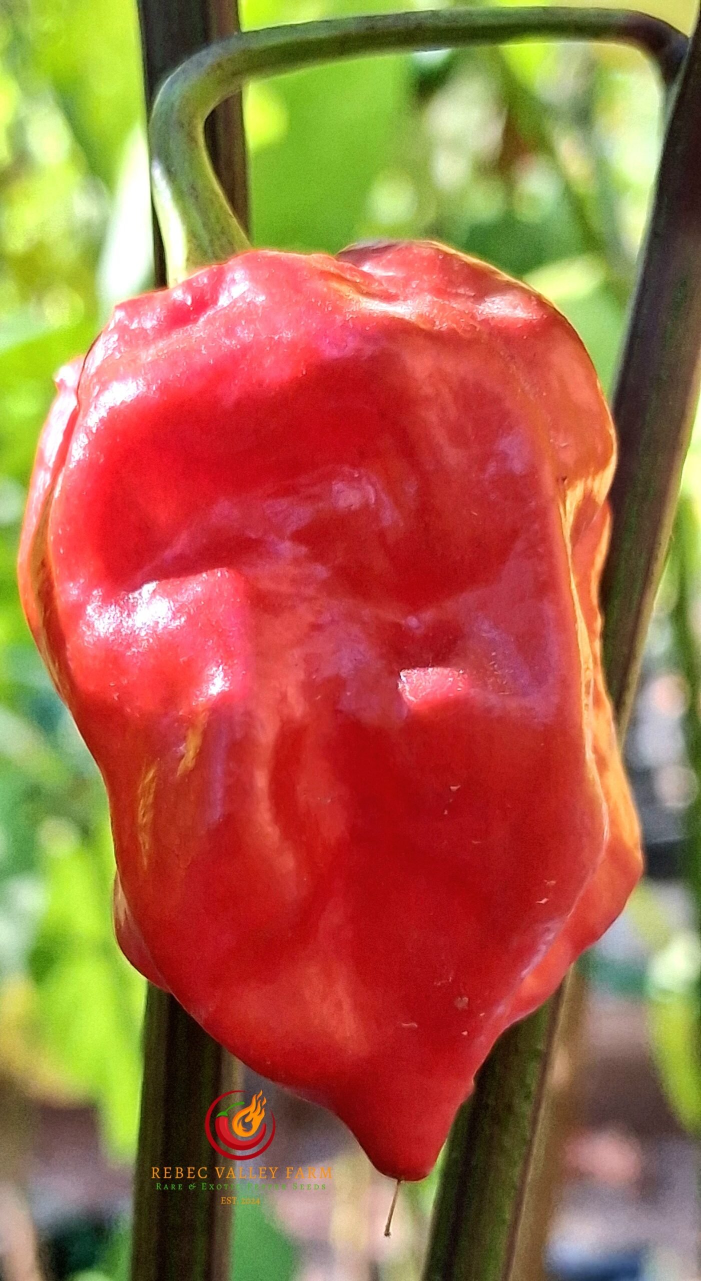 Purple Reaper Pepper - Image 4