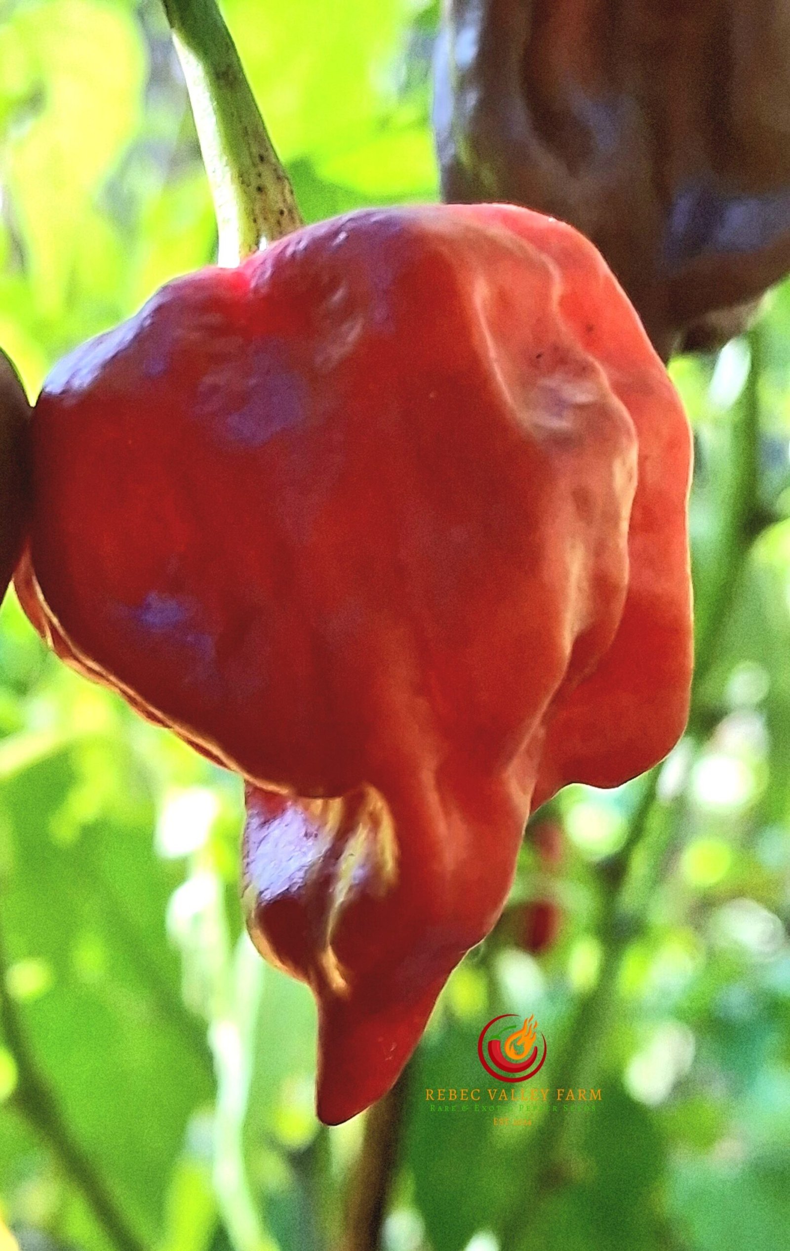 Purple Reaper Pepper - Image 3