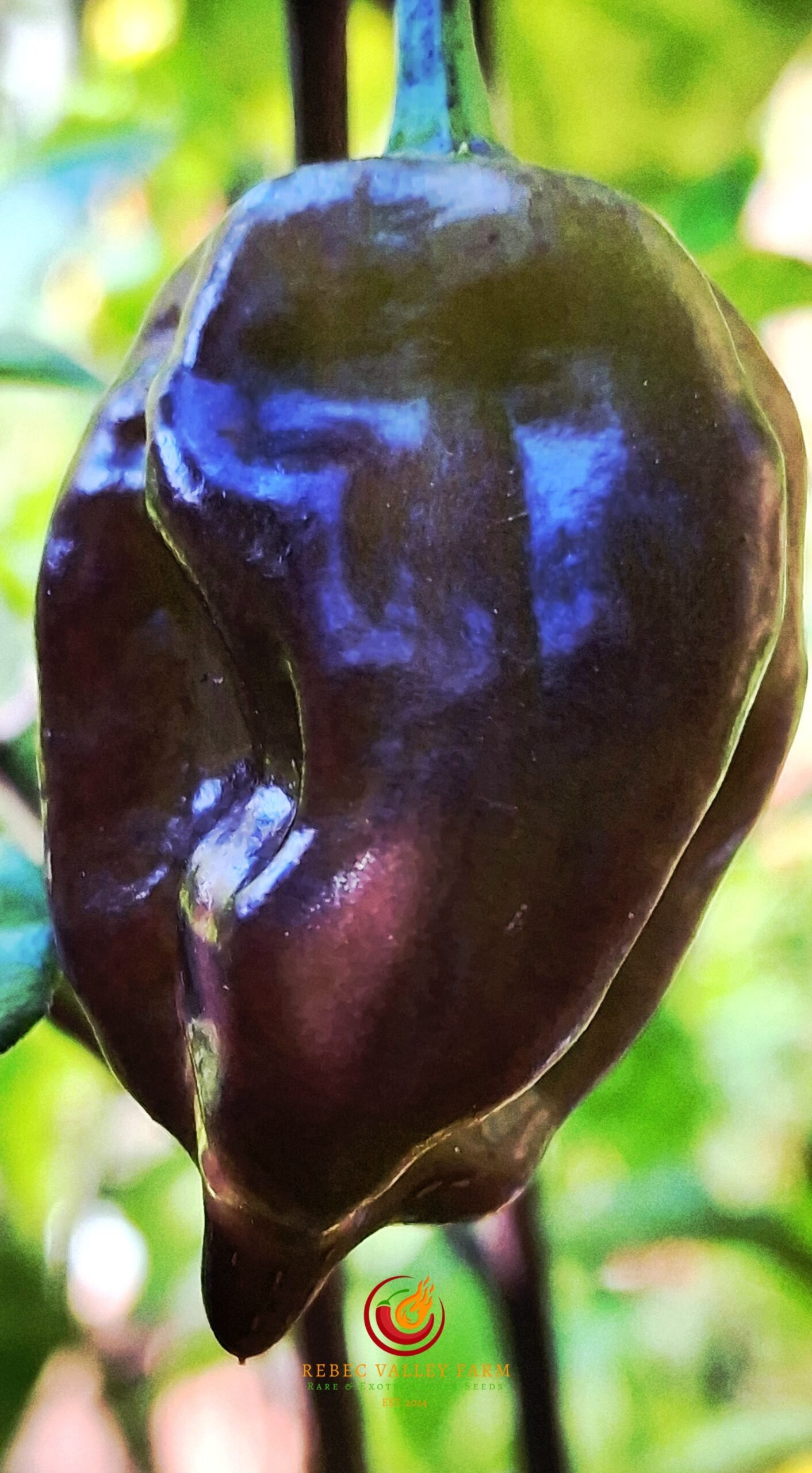 Purple Reaper Pepper - Image 2