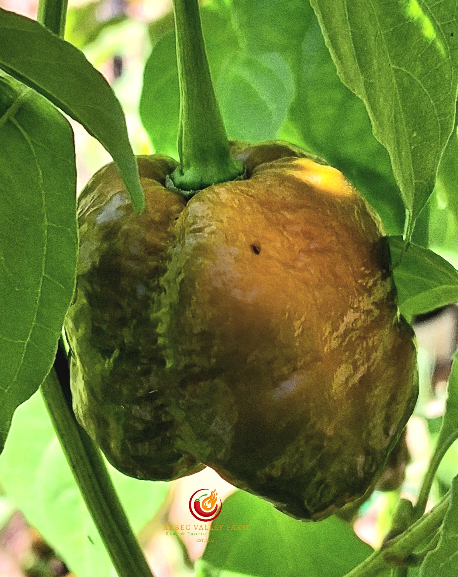 Crown of Thorns Pepper - Image 4