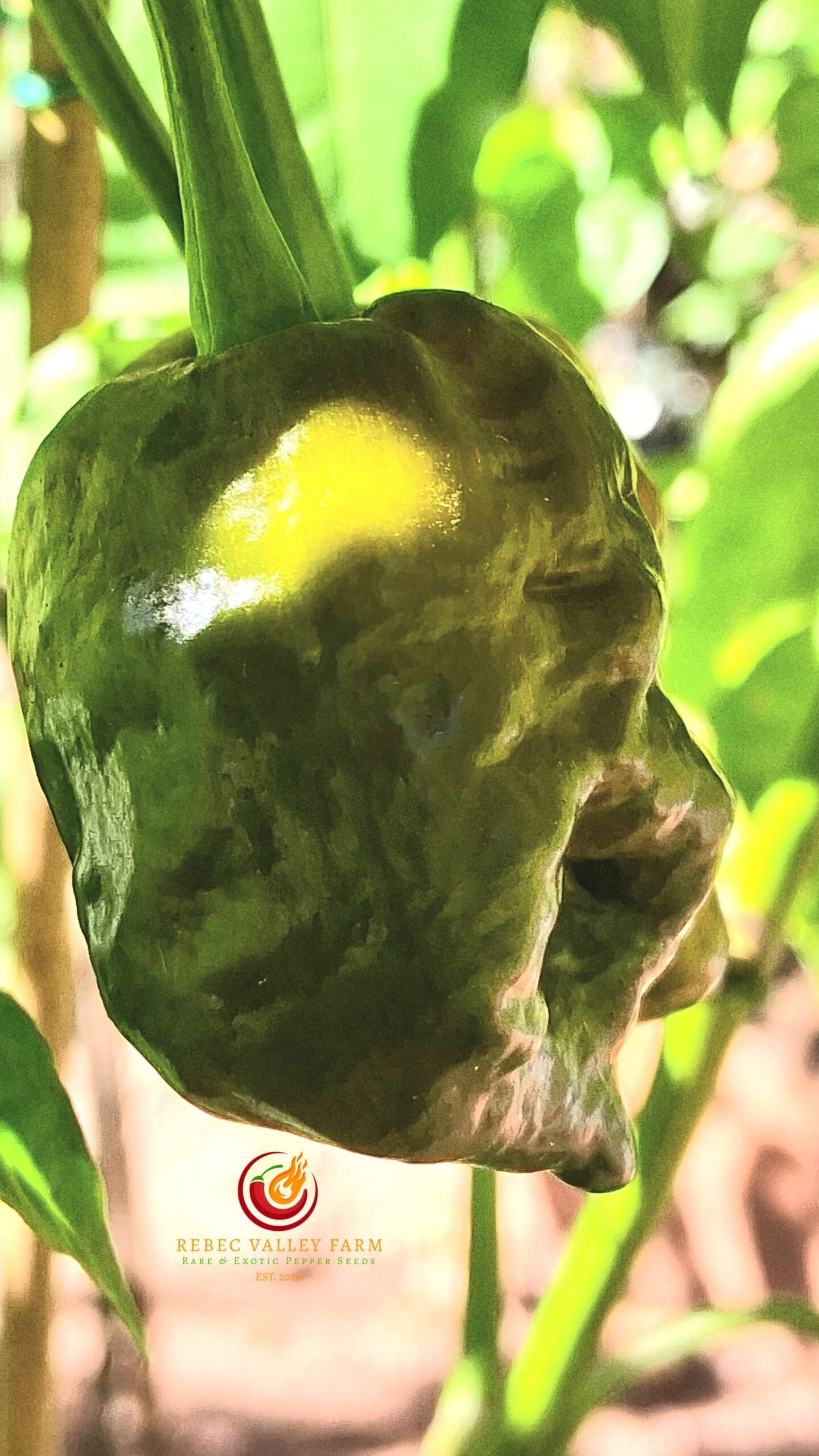 Crown of Thorns Pepper - Image 3