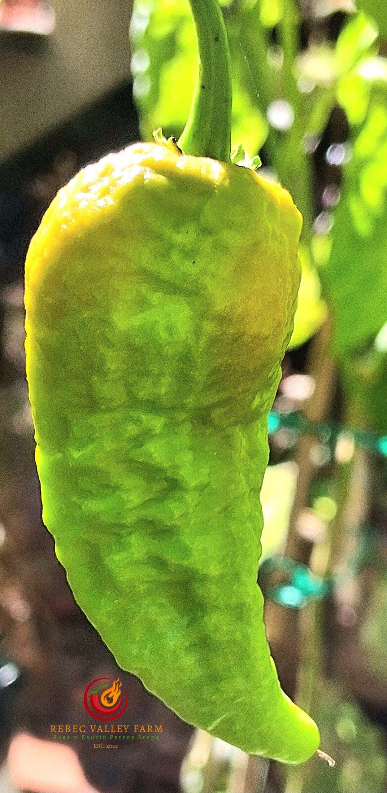 Leviathan Gnarly Scorpion Pepper - Image 2