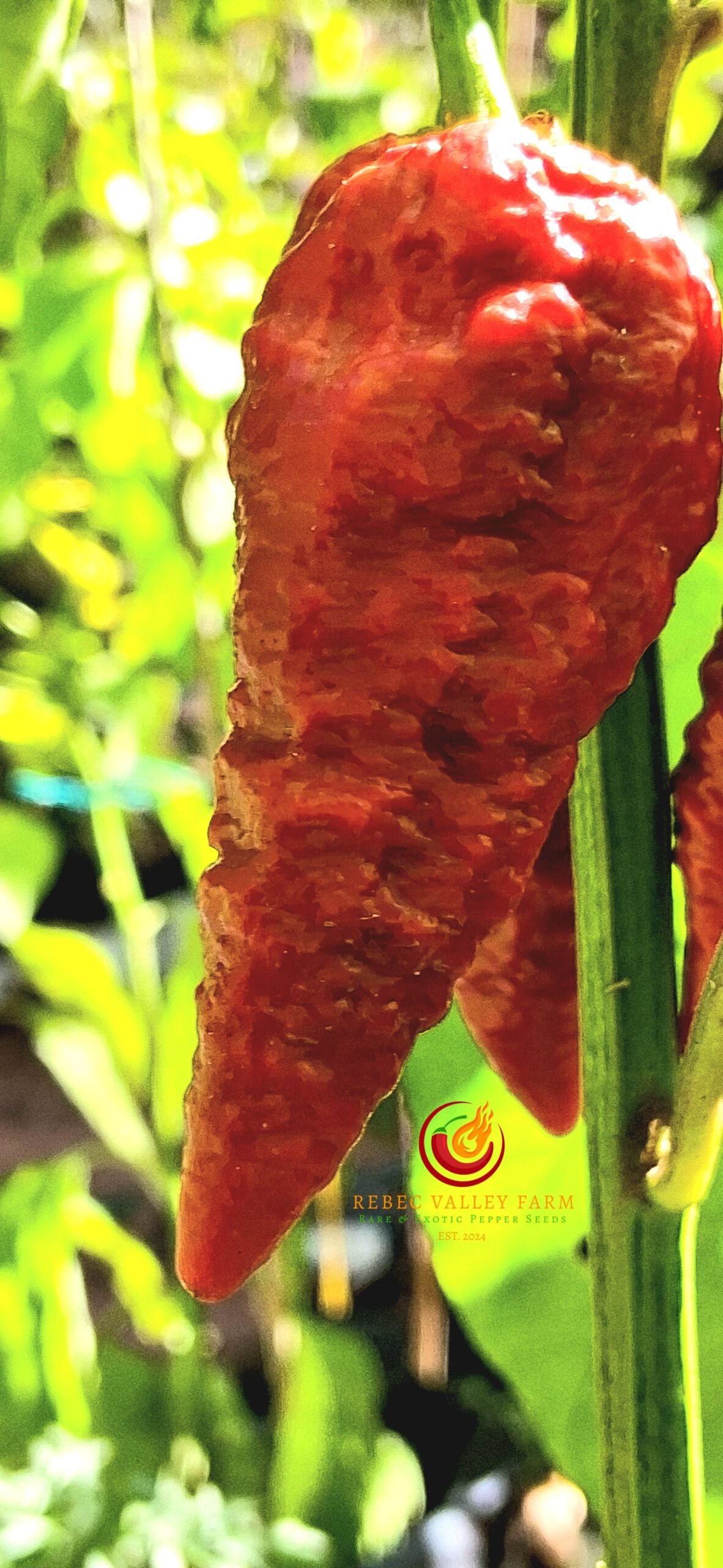 Leviathan Gnarly Scorpion Pepper - Image 3