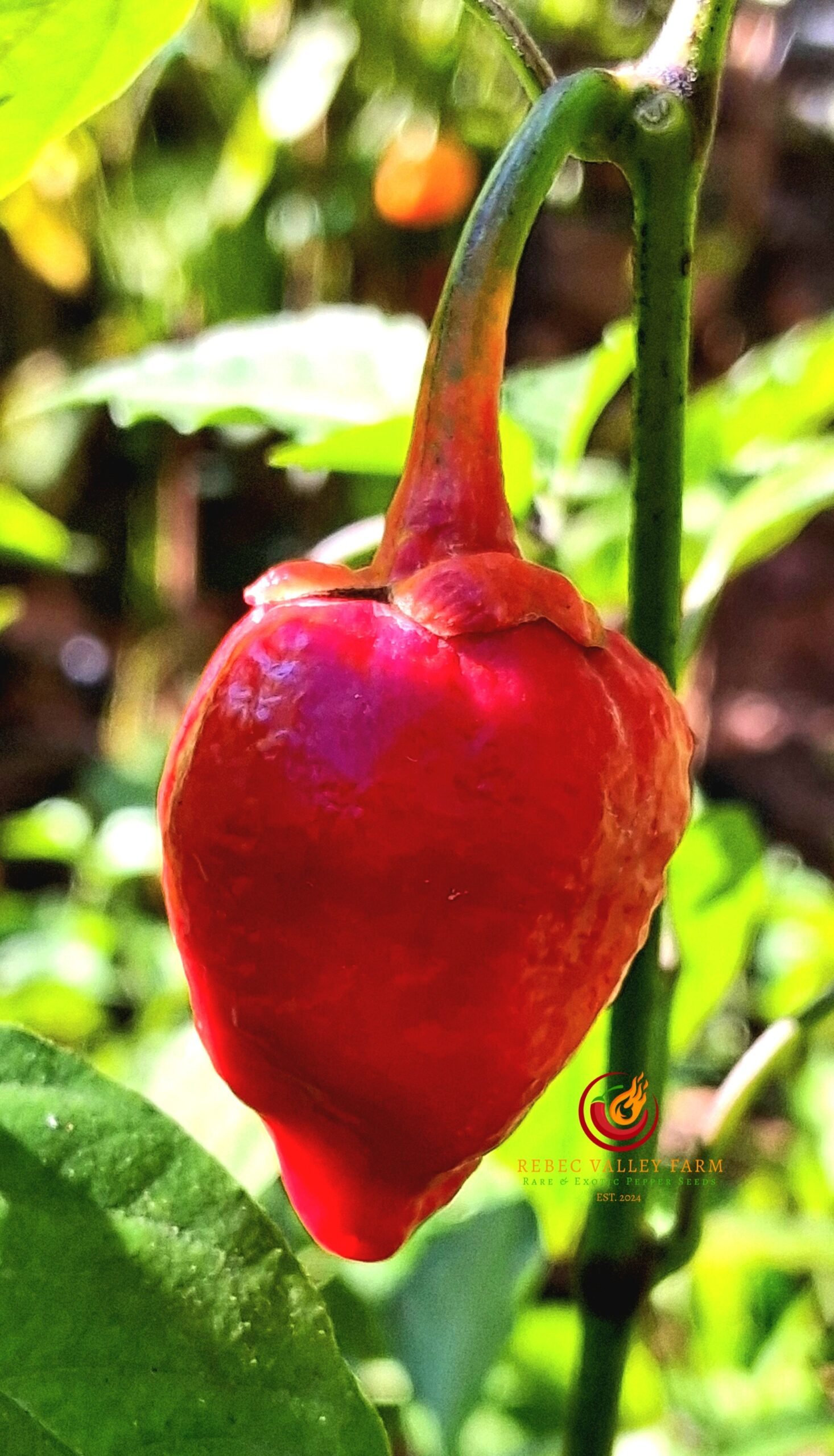 Cow Killer Pepper - Image 3