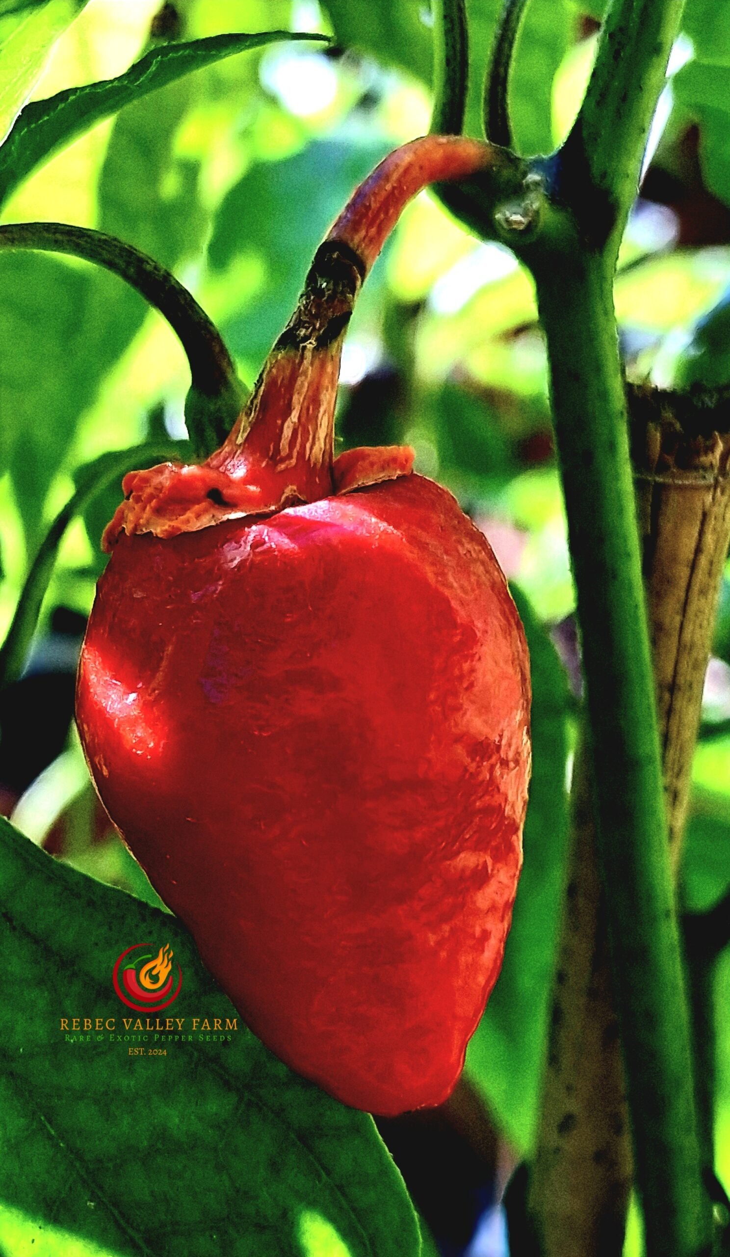 Cow Killer Pepper - Image 2