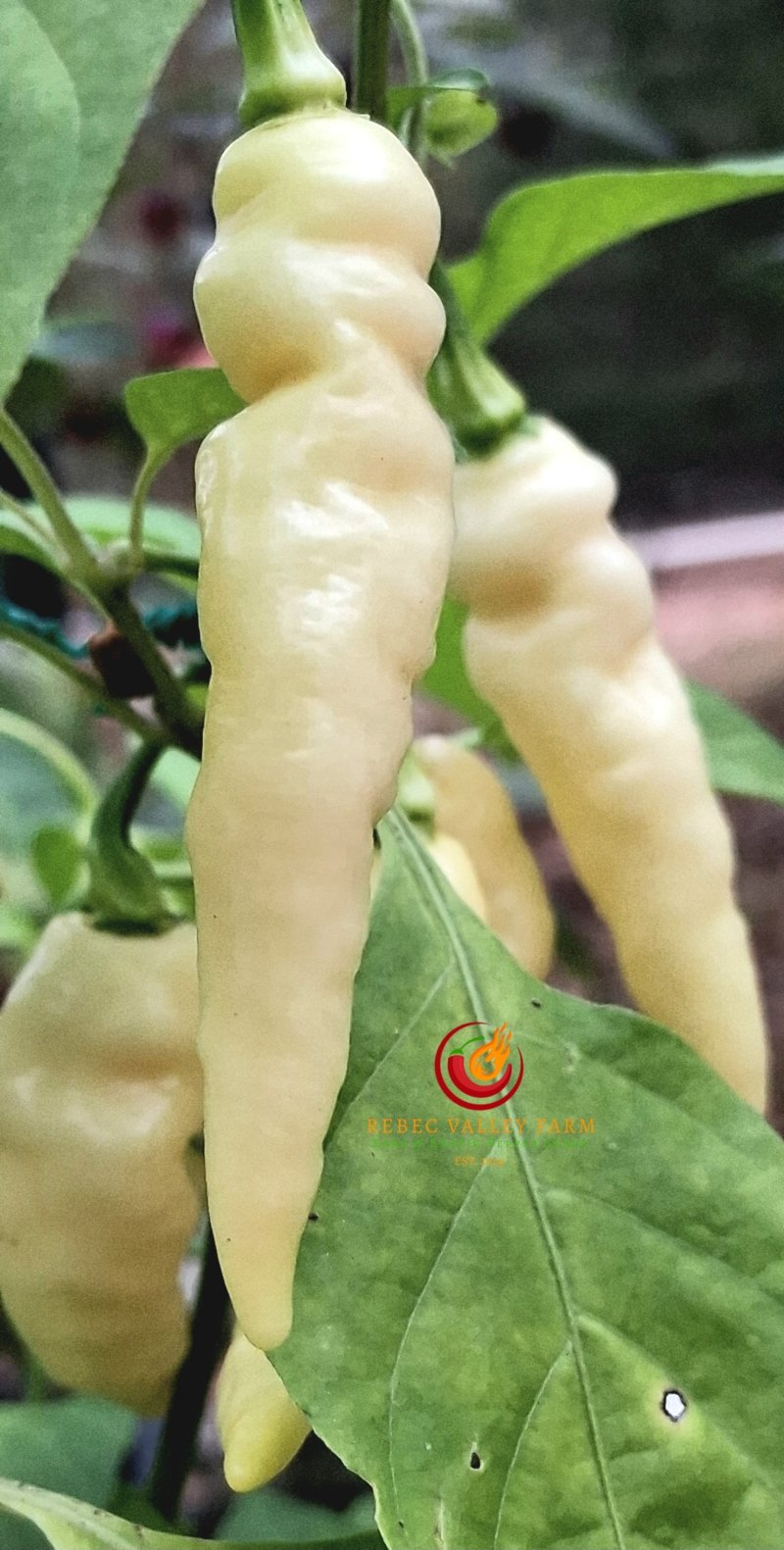 Murupi Amarela White Pepper - Image 2