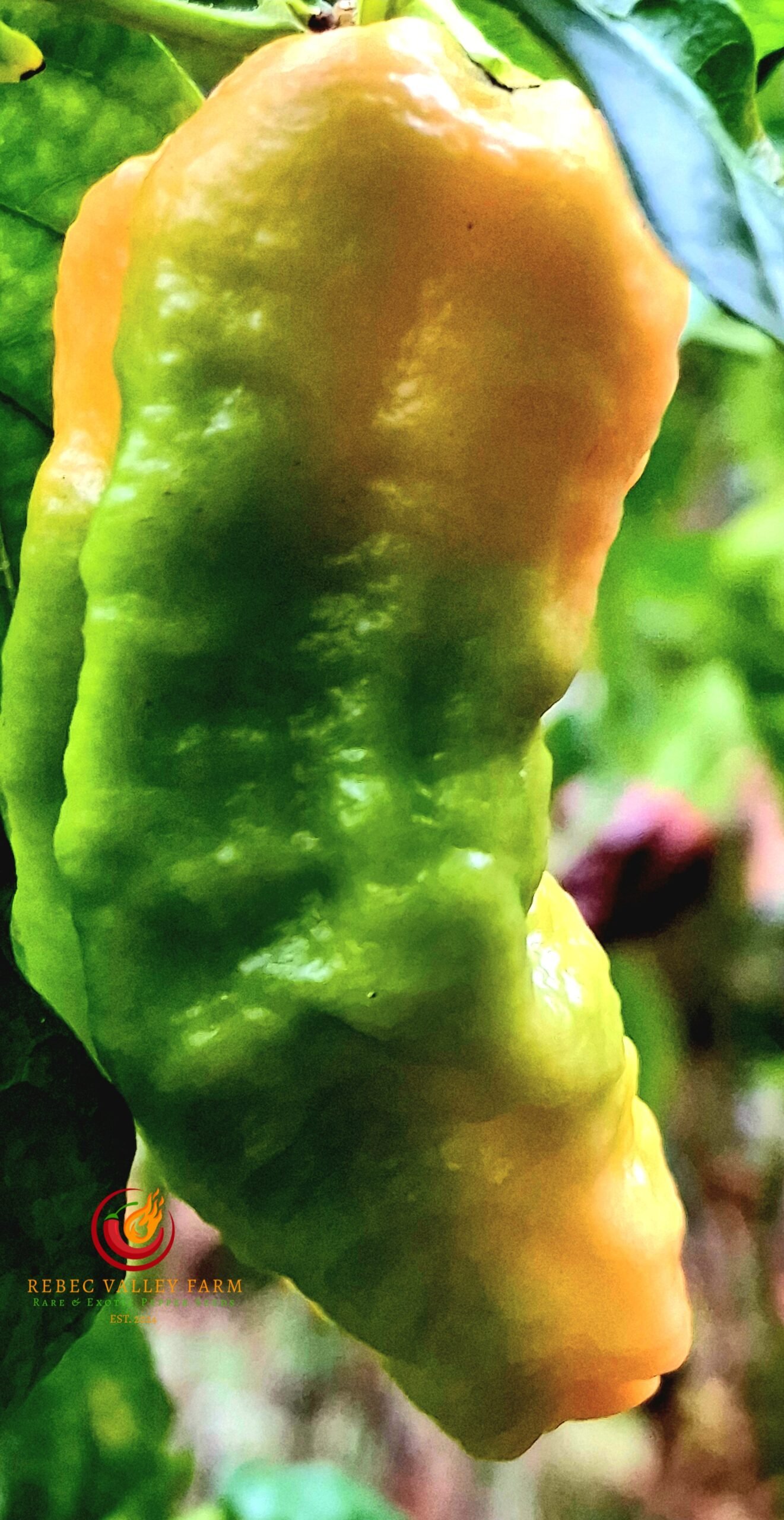 Peach (Bhut Jolokia) Ghost Pepper - Image 4