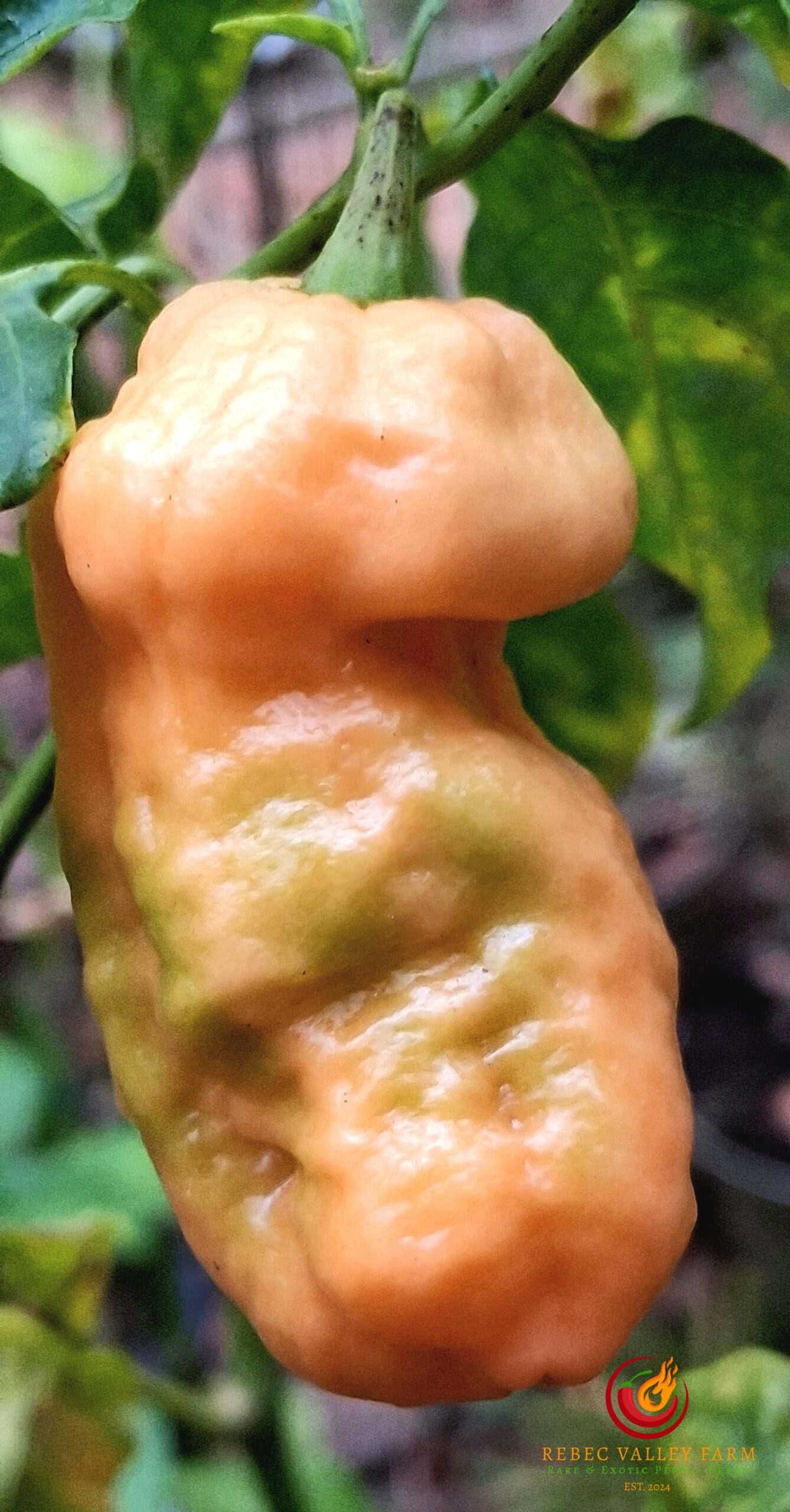 Peach (Bhut Jolokia) Ghost Pepper - Image 3