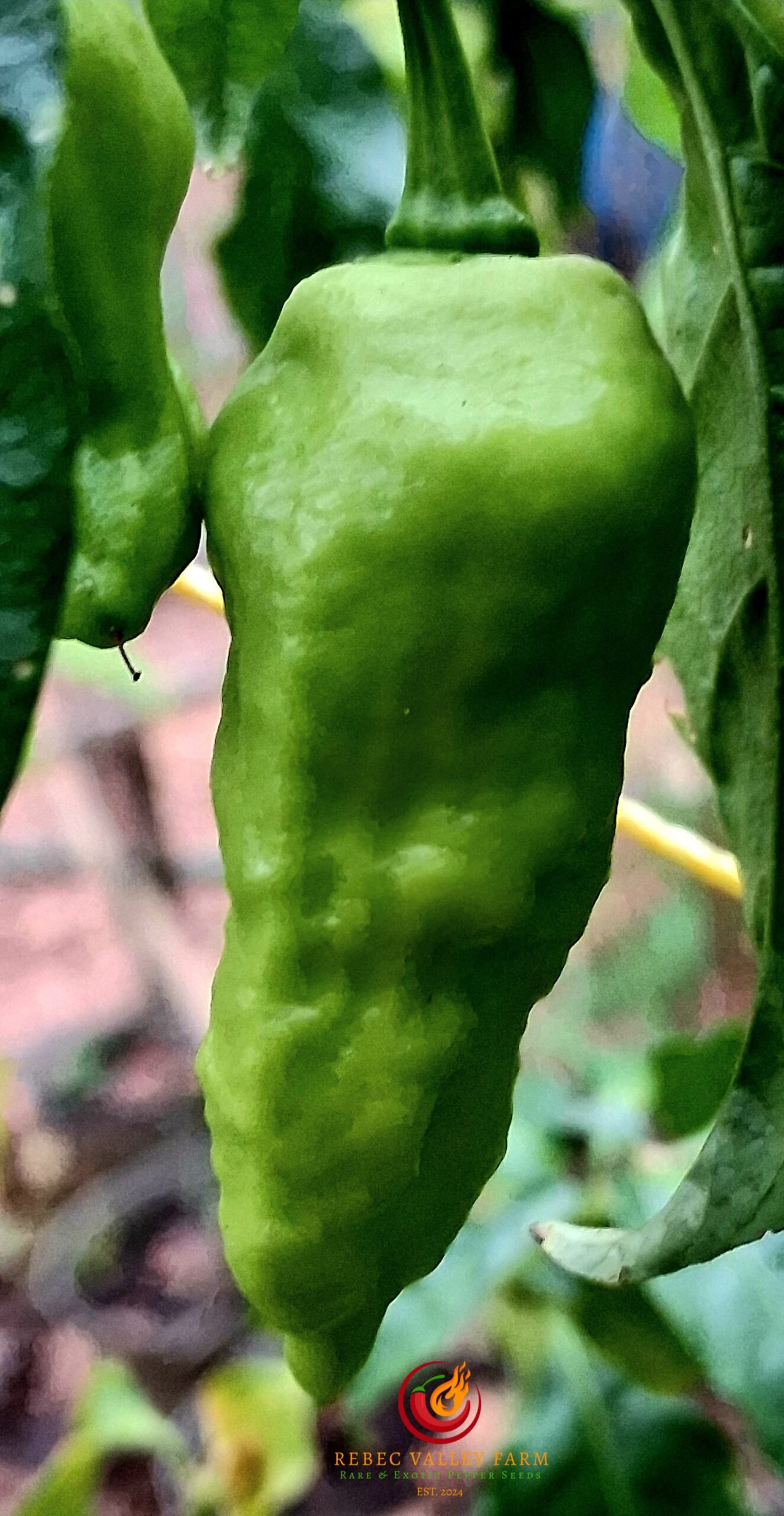 Peach (Bhut Jolokia) Ghost Pepper - Image 2