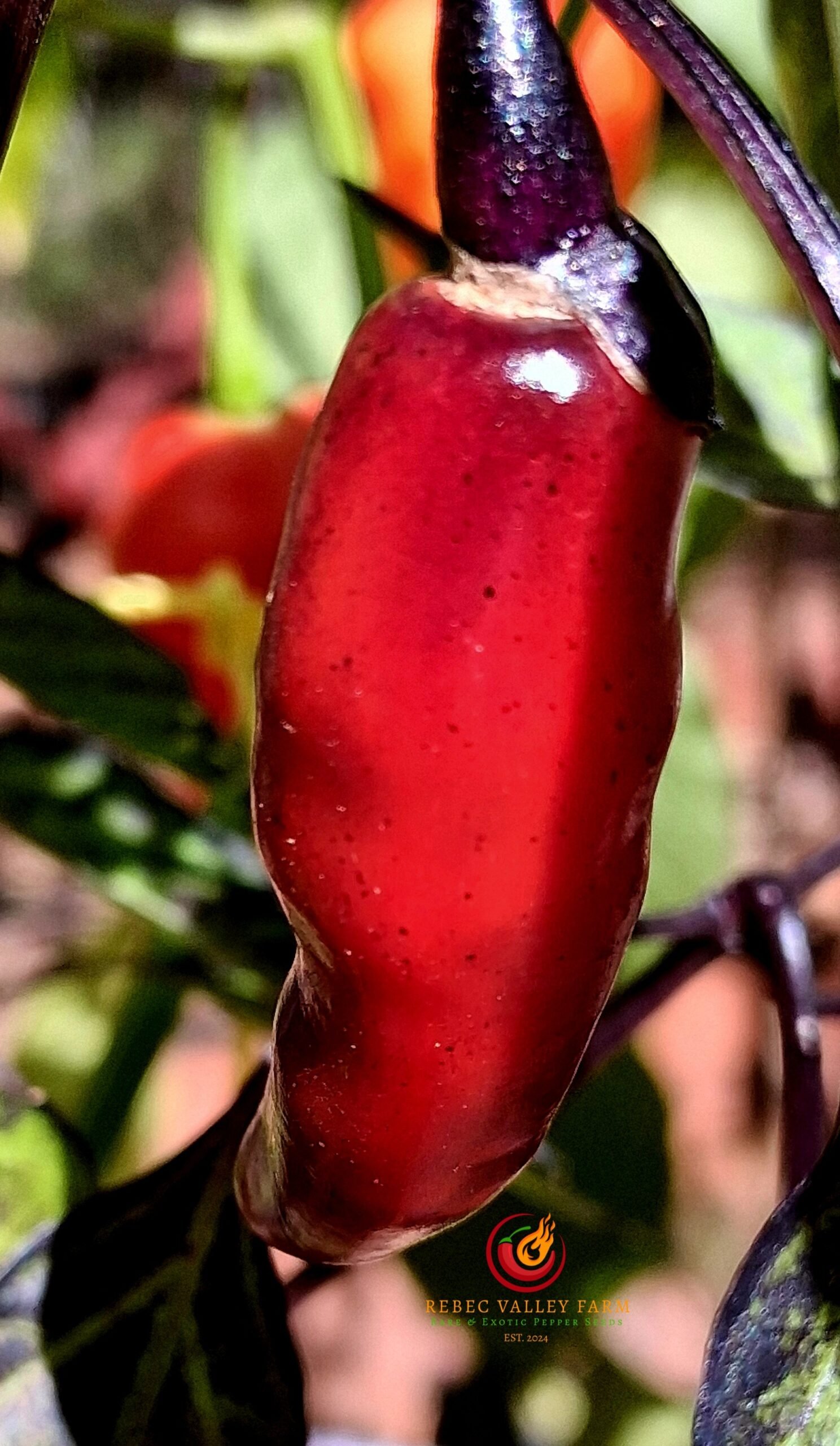 Dark Rio De Lavas Pepper - Image 3