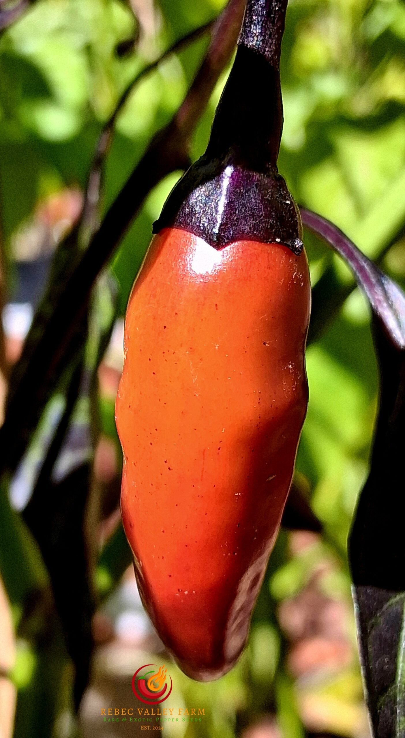 Dark Rio De Lavas Pepper - Image 2
