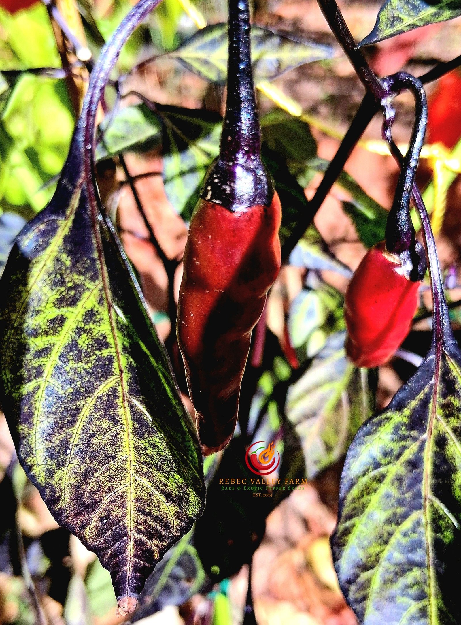 Dark Rio De Lavas Pepper - Image 4