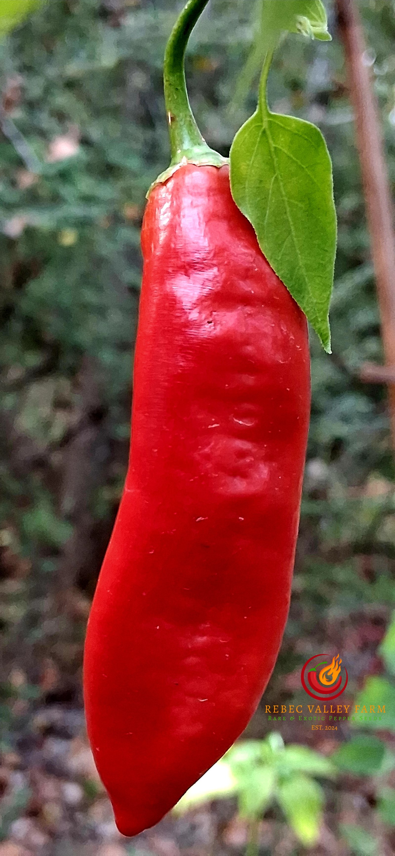 Aji Colorado Pepper - Image 4