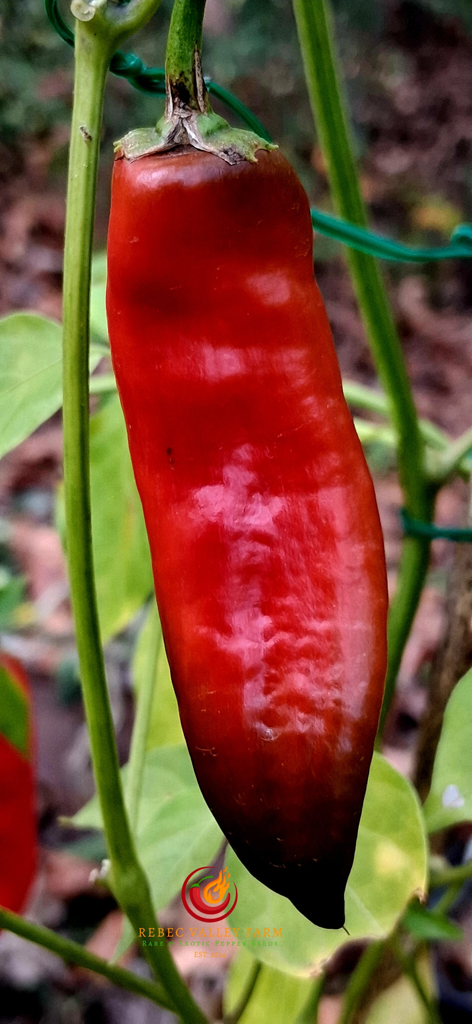 Aji Colorado Pepper - Image 3