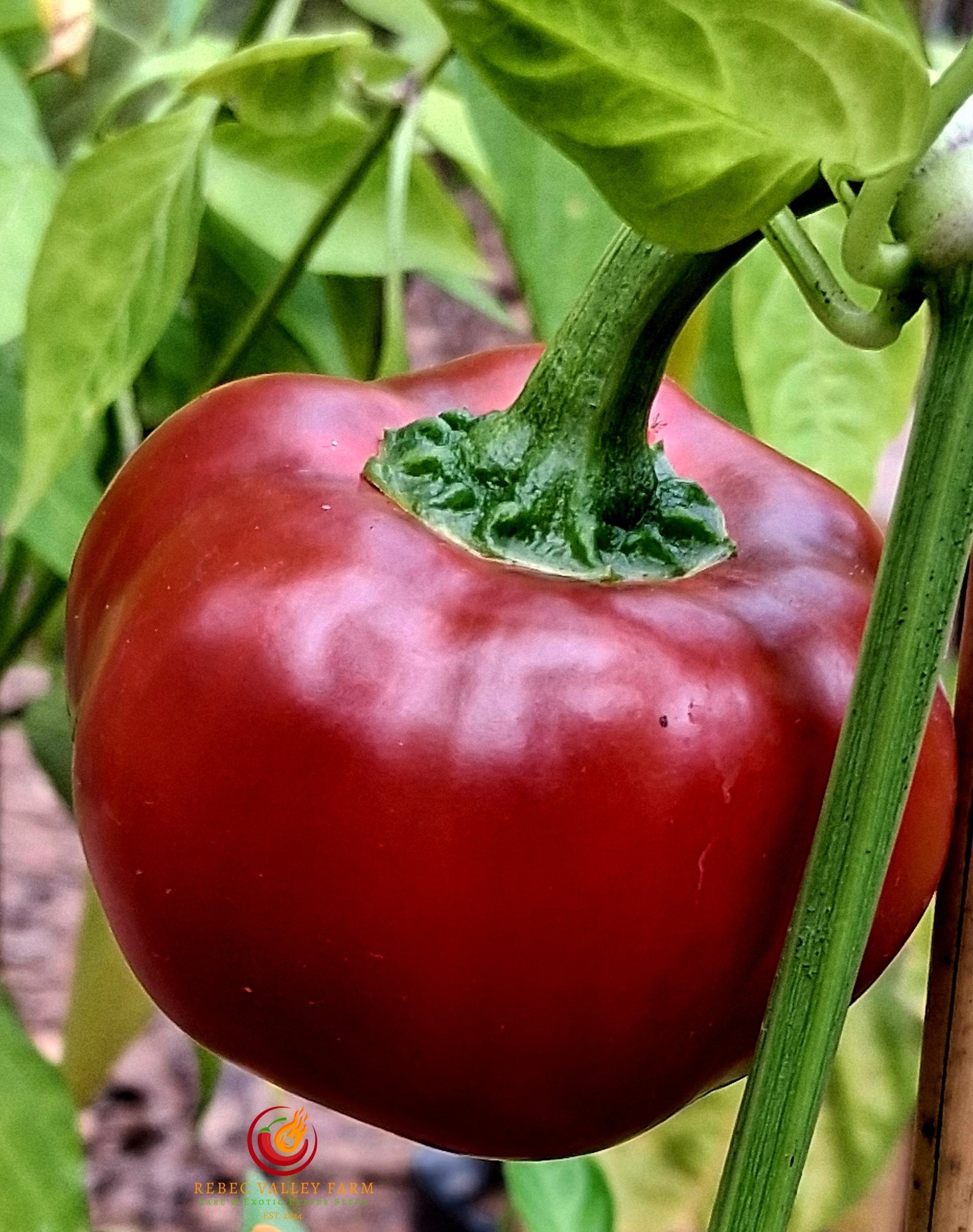 Tennessee Cheese Pepper - Image 3