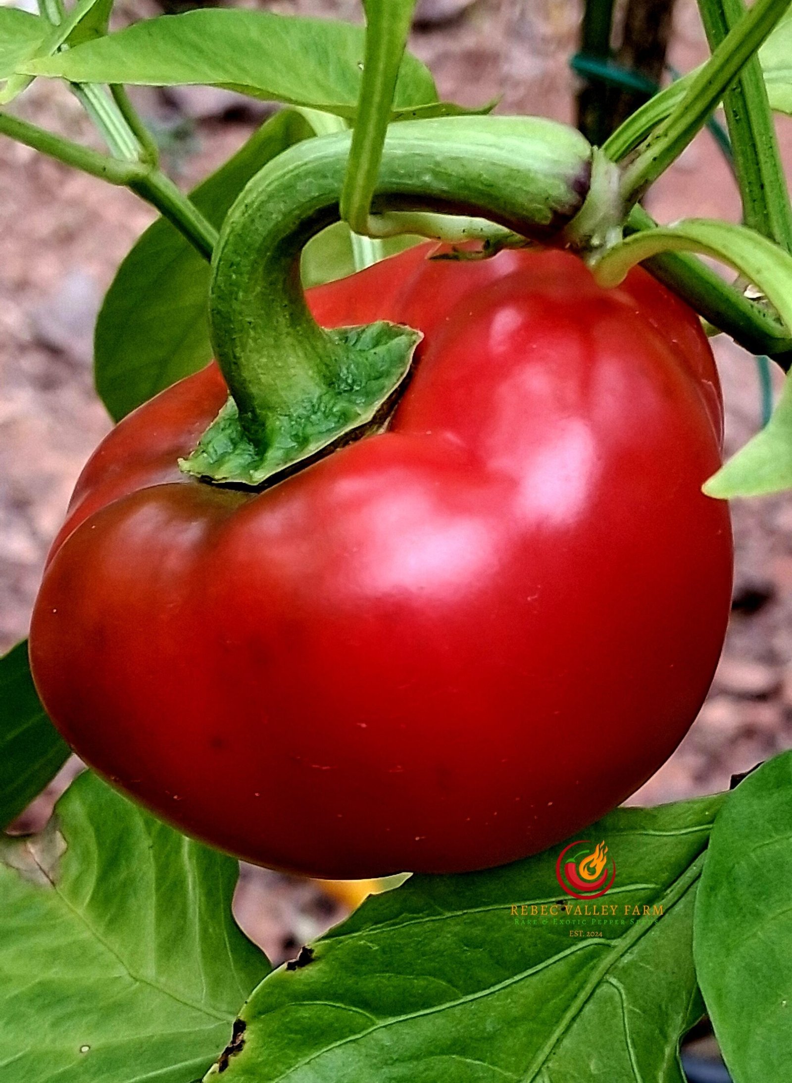 Tennessee Cheese Pepper - Image 2