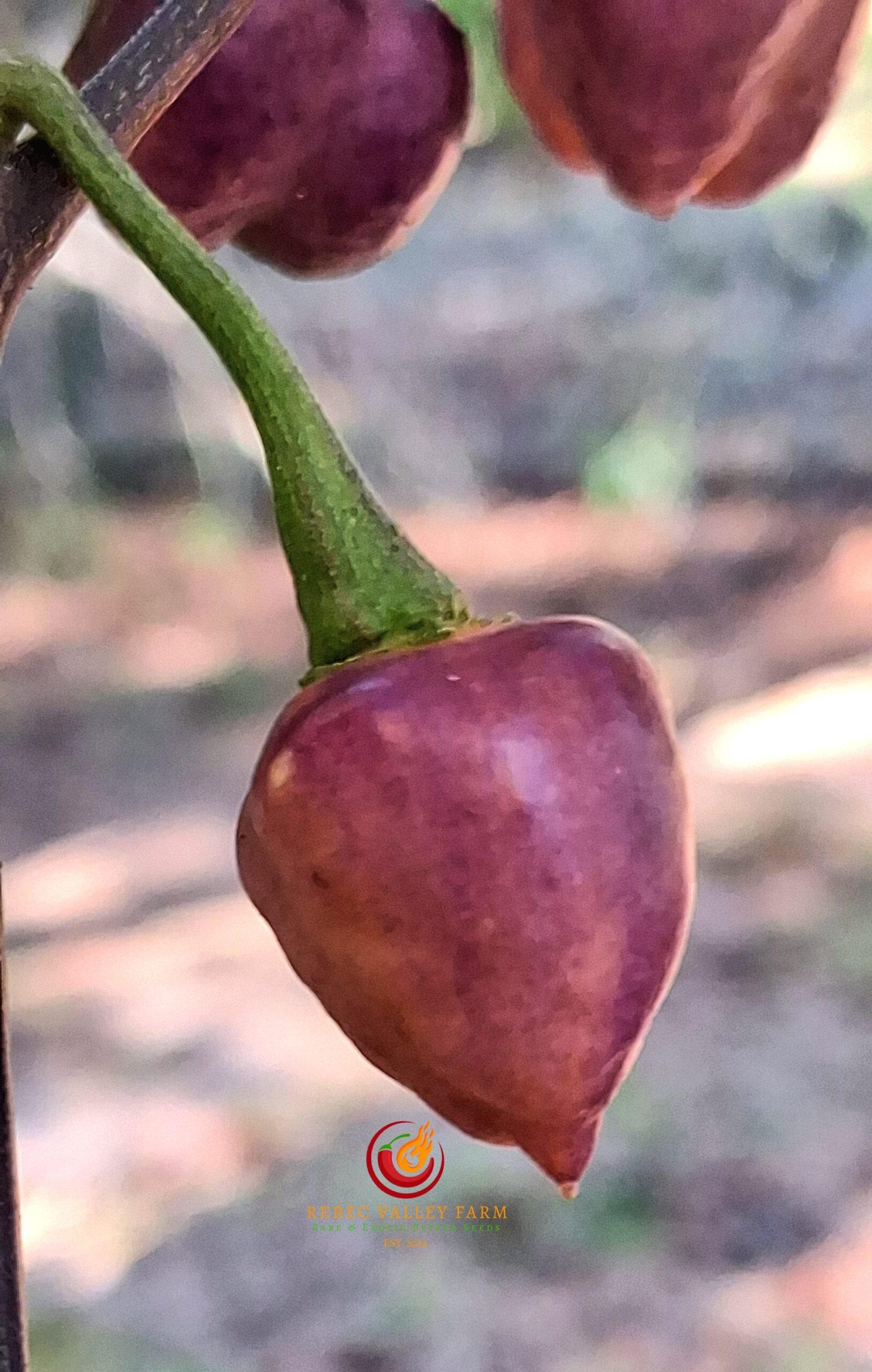 Black Peach Chupetinho Pepper - Image 3