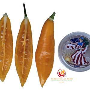 Aji Challuaruro Pepper