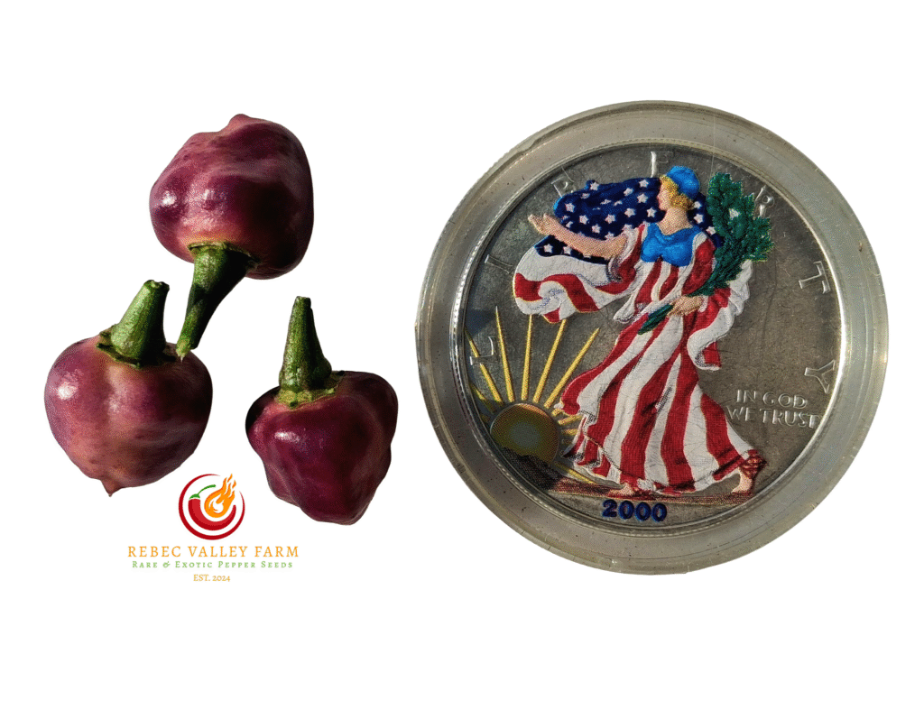 Black Peach Chupetinho Pepper | Rebec Valley Farm