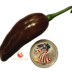 Brown Jalapeno Pepper