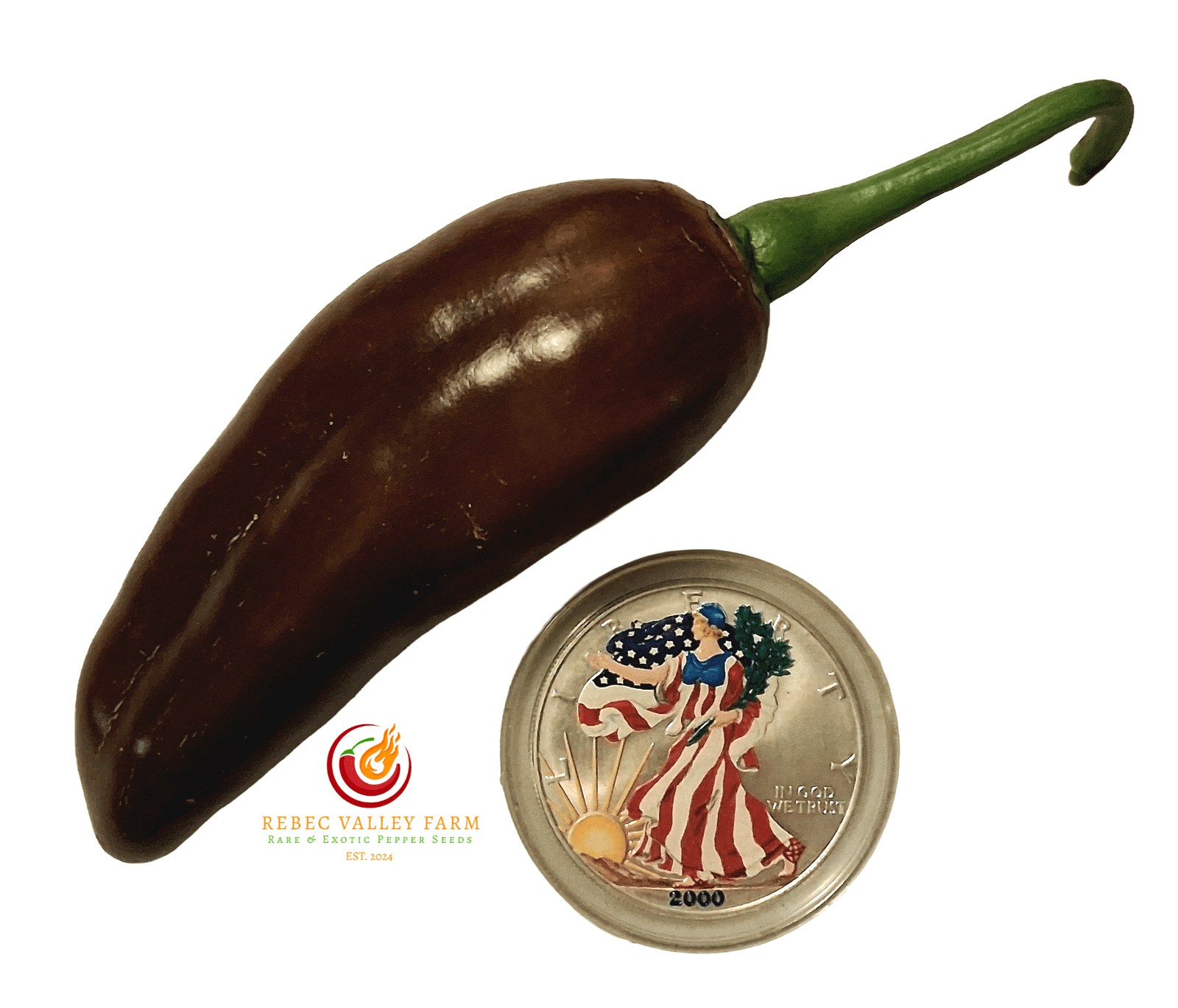 Brown Jalapeno Pepper