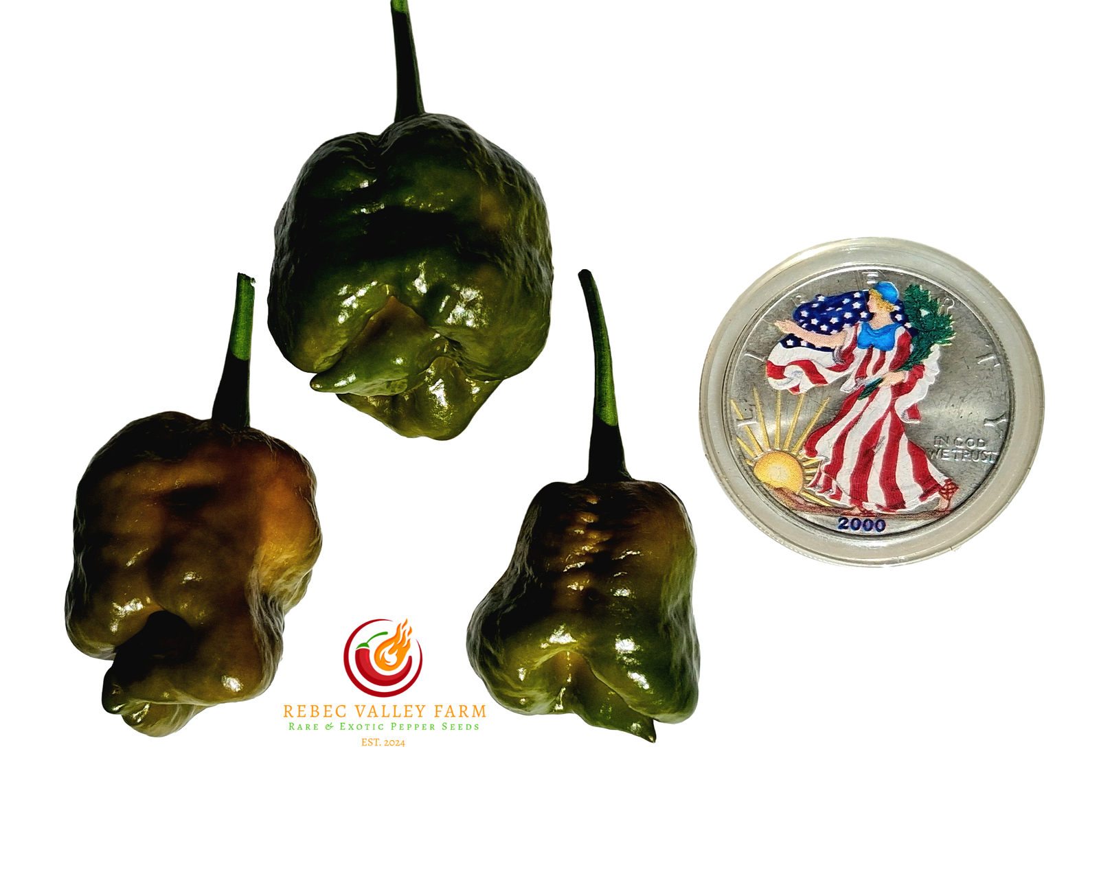 Crown of Thorns Pepper - Image 2