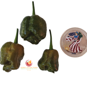 Crown of Thorns Pepper