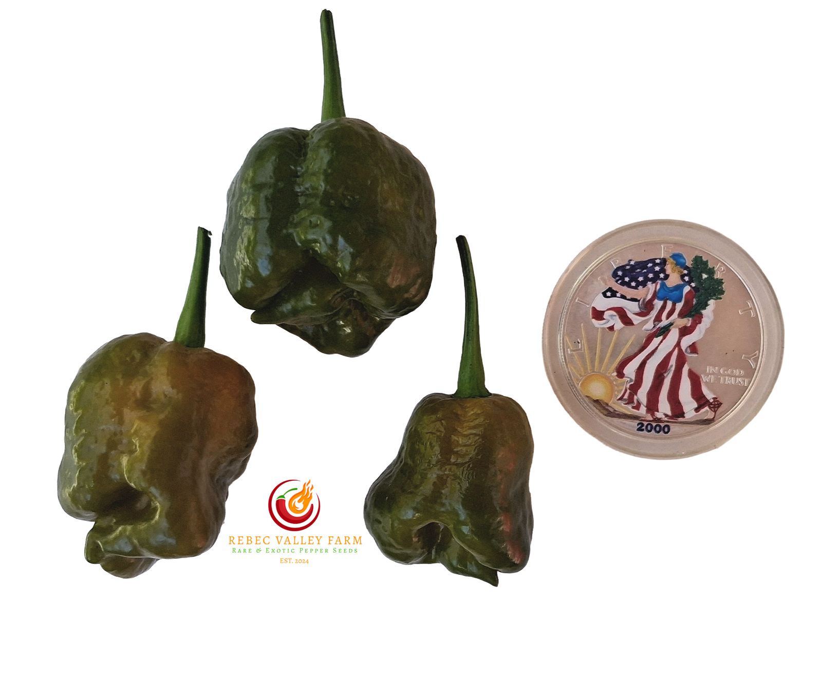 Crown of Thorns Pepper