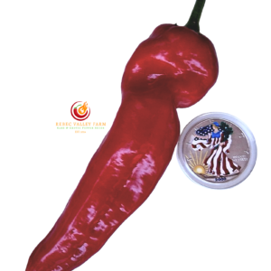 Cubanelle Pepper