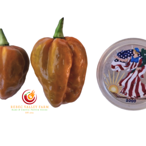 Elysium Oxide Gold Scotch Bonnet Pepper