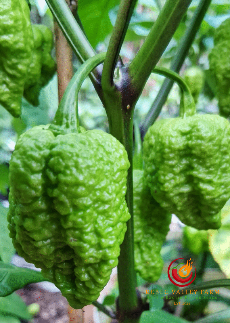 Fried Chicken Pepper - Image 2